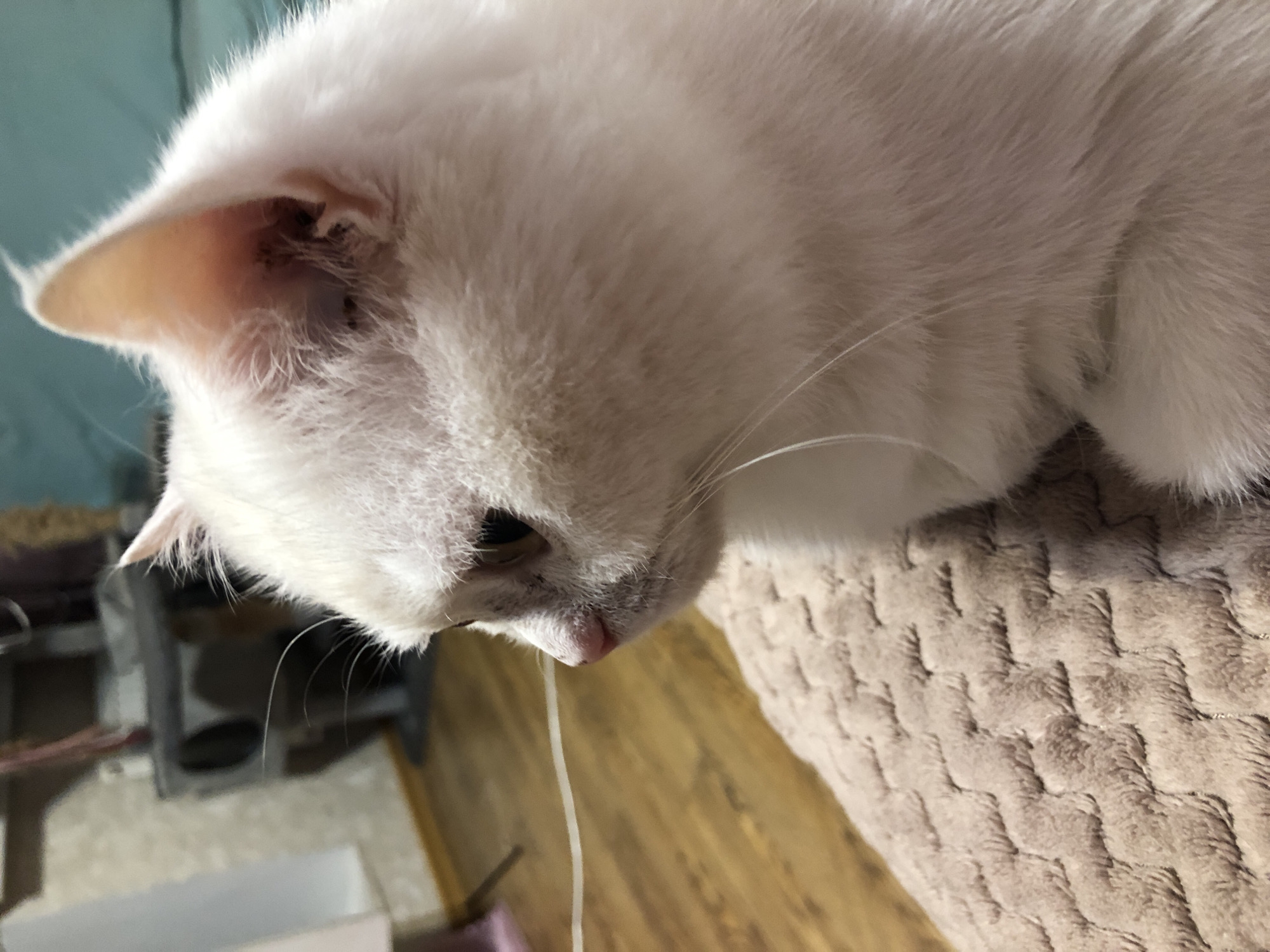 A close-up, profile view captures a white cat with pink nose and ears, its fur appearing soft and fluffy. The cat is positioned on a textured, beige surface, possibly a blanket or cushion. In the background, a wooden floor is visible, along with a portion of a cat tree and a wall with a speckled pattern. The lighting suggests an indoor setting, likely a home environment, with no other subjects or specific urban features to indicate a city location.