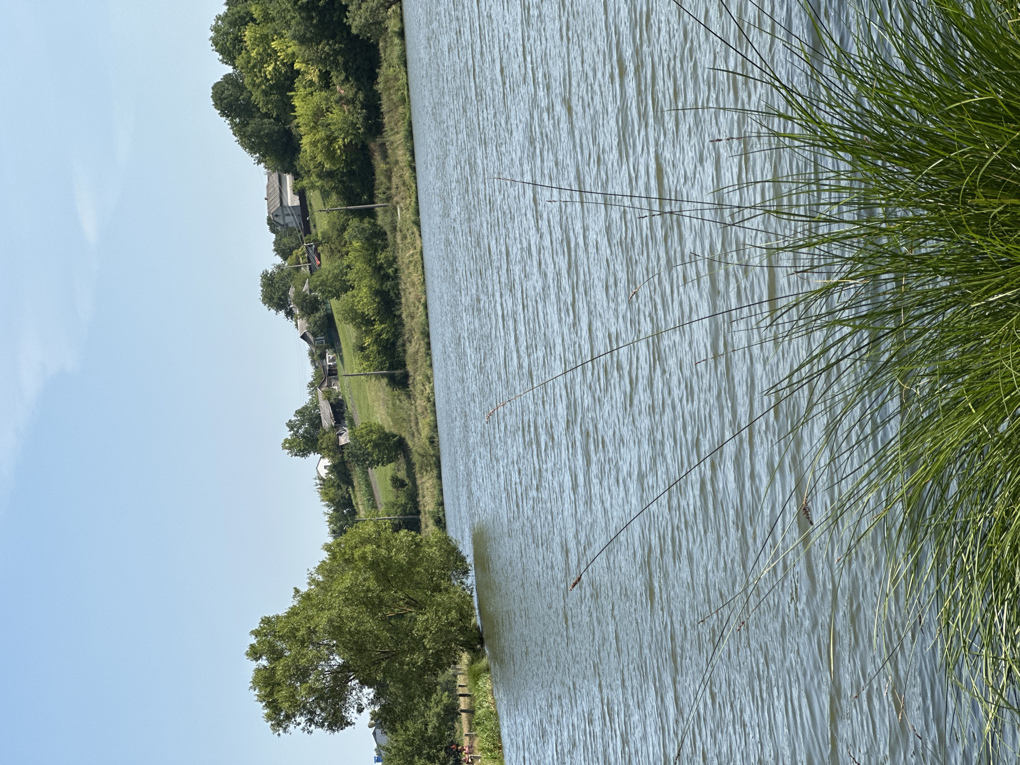 This is an outdoor, eye-level, medium shot photograph of a body of water. The photograph was taken in Makiv, Ukraine. In the foreground, blades of green grass and thin stalks with brown seed heads extend into the frame from the bottom right corner, partially obscuring the water's surface. The water itself is calm with small ripples creating a textured surface. A large tree with lush green foliage is situated on the left side of the frame, its branches extending over the water. Beyond the water, a grassy embankment rises, dotted with several houses and trees. The sky above is clear and blue.