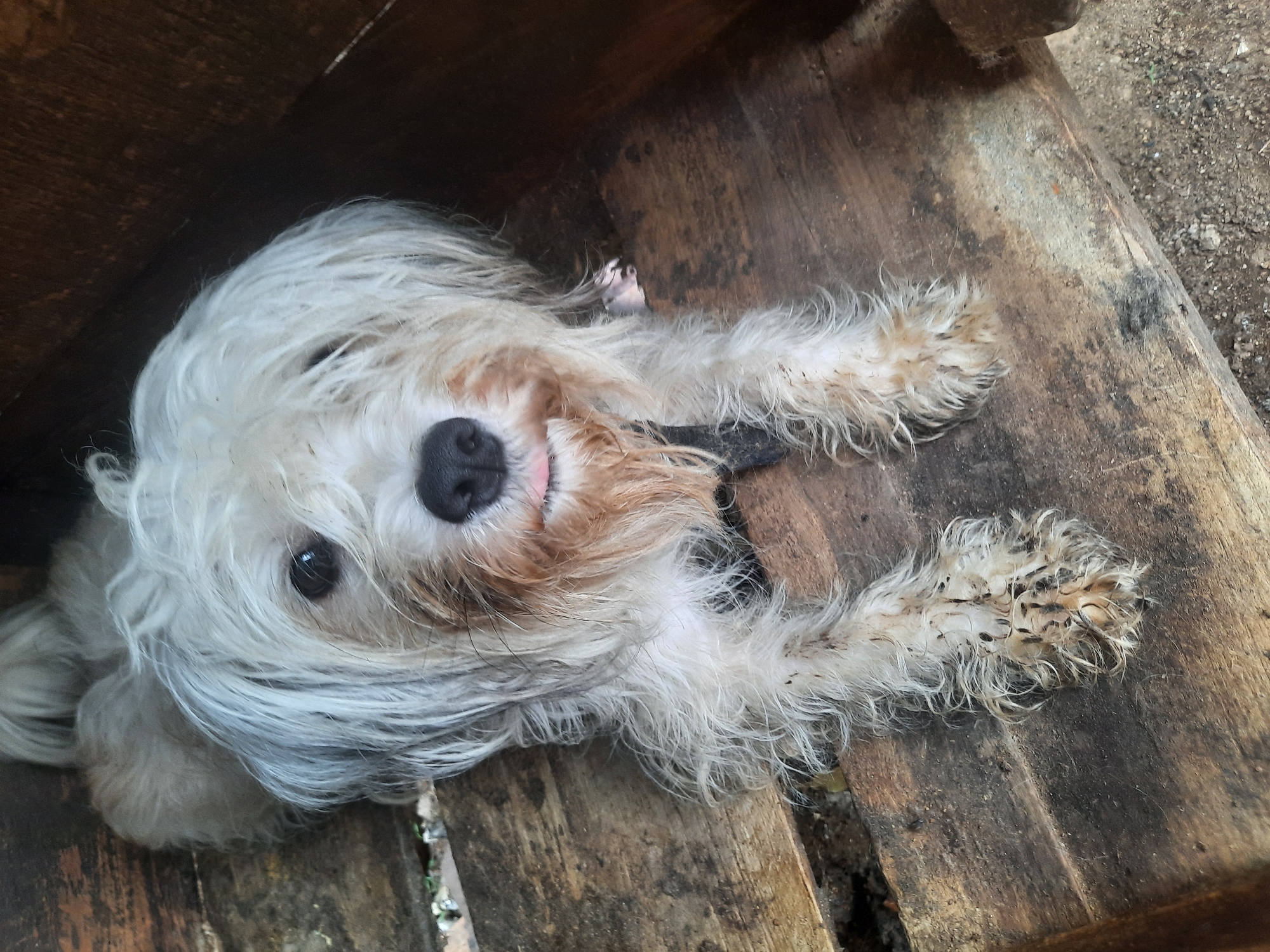A medium-sized, long-haired, light-colored dog is lying on its back inside a wooden structure. The dog's tongue is slightly visible, protruding from its mouth. The wooden structure appears to be a weathered enclosure, possibly a small shed or animal shelter. The surrounding environment, though partially obscured, includes hints of soil and ground cover. The location is assumed to be Jos, Nigeria, based on the request. No people are visible in the image. The action is the dog resting inside the wooden structure.