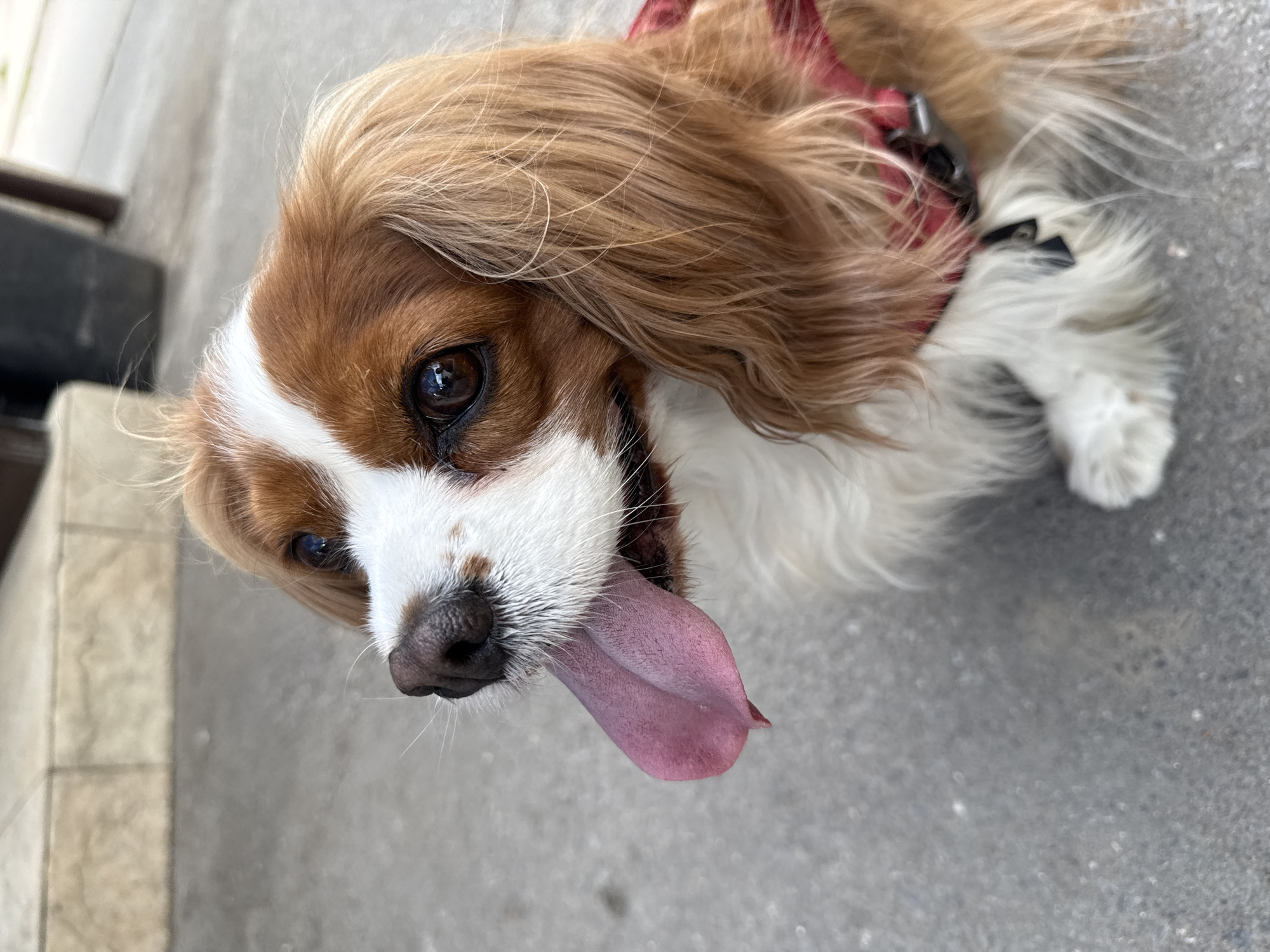 A high-angle close-up shot captures a brown and white Cavalier King Charles Spaniel looking directly up at the camera. The dog's head is tilted slightly, and its tongue is out and extended, suggesting it might be panting due to warmth or excitement. Its large, dark eyes are bright and focused upwards. The fur is predominantly brown on its ears and around its eyes, with a prominent white blaze running down its snout and across its chest. A red harness is visible around its neck and chest area. The background is a blurred, neutral-toned outdoor ground surface, appearing like concrete or asphalt, with subtle variations in texture. The lighting indicates it is daytime. No text is visible. The scene suggests an outdoor setting, possibly a street or pathway in Sofia, Bulgaria.