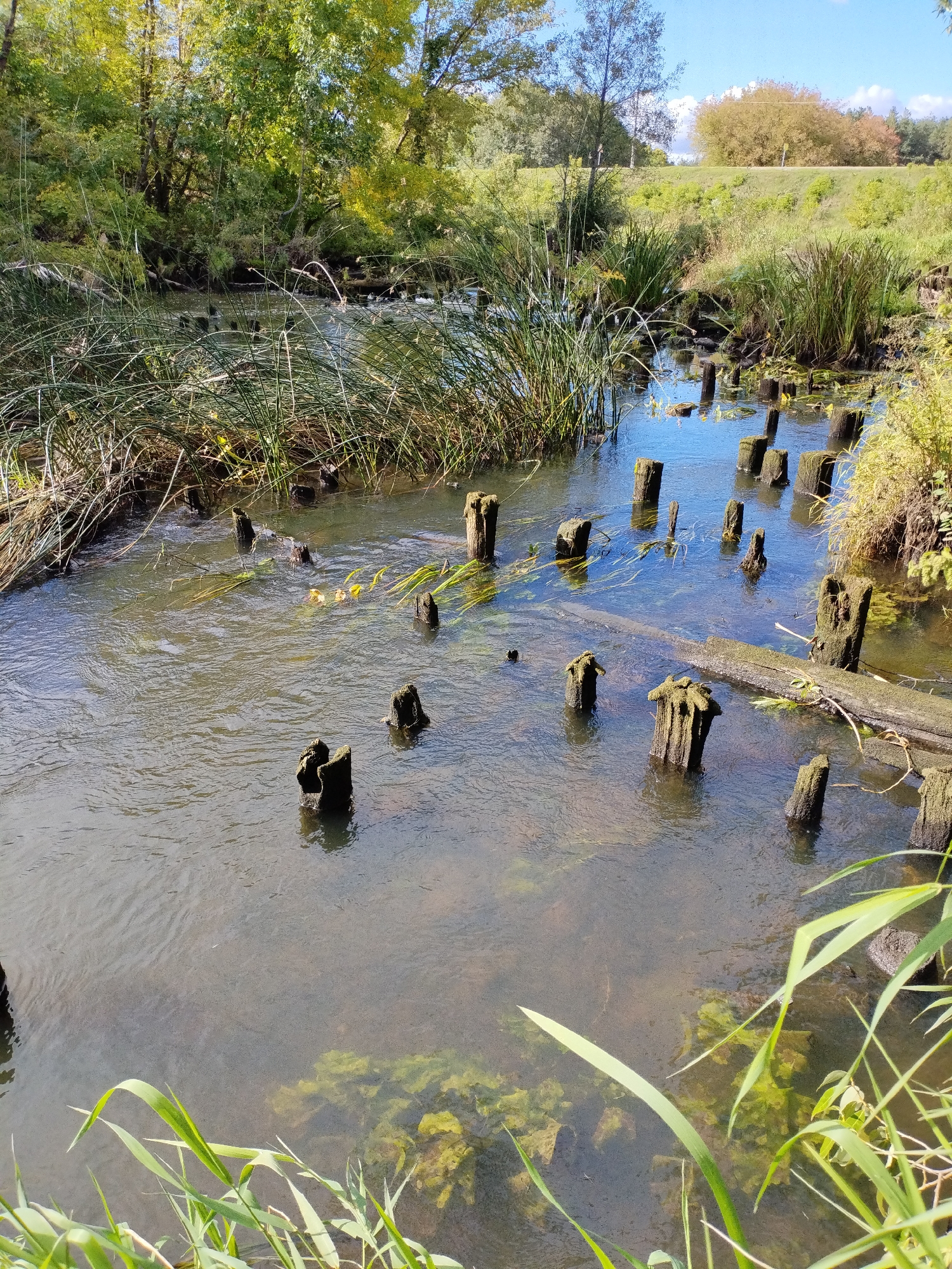 The image depicts a shallow, murky stream flowing through a natural environment, likely in or near the city of Bialynichy, Belarus. The water is somewhat clear in places, revealing submerged vegetation and a silty bottom. Numerous old, moss-covered wooden posts, remnants of a former structure, jut out from the water at various heights. Tall reeds and other aquatic plants line the banks and emerge from the water, creating a dense, wild appearance. In the background, trees with green and yellow foliage suggest an autumn setting, with a bright blue sky overhead. There are no people or animals visible in the frame. The overall scene is one of natural decay and reclamation by the environment.