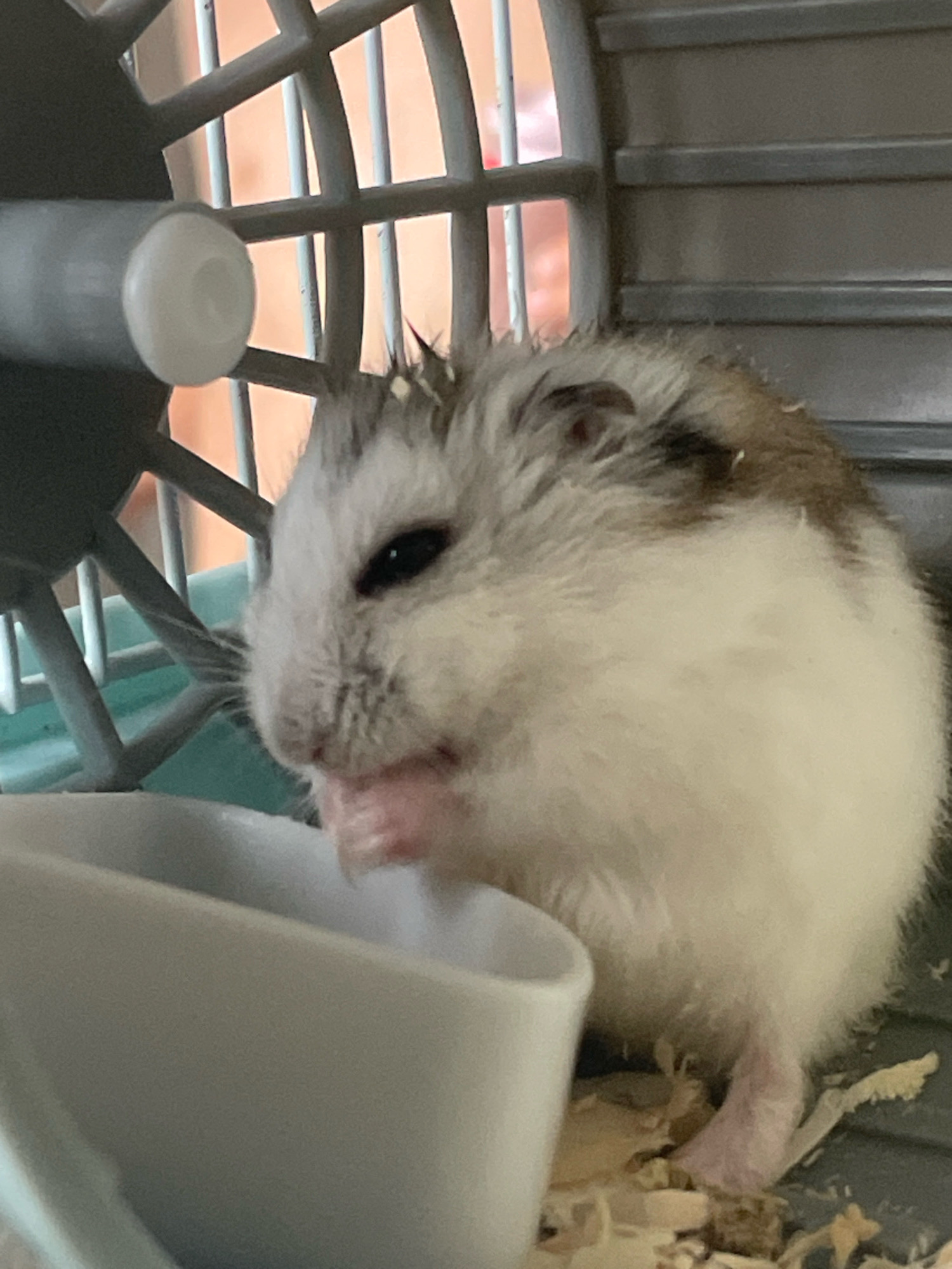 A close-up, low-angle shot captures a dwarf hamster within its cage. The hamster, with white and brown fur, is positioned on the right side of the frame, partially obscured by a white ceramic food bowl in the lower left. Its head is turned towards the bowl, and it appears to be eating, with its paws holding a piece of food. The hamster's dark eye is visible. The cage background consists of grey horizontal bars and a portion of a blue plastic base. The floor of the cage is covered with wood shavings. The lighting is dim, with hints of orange light suggesting an outdoor view through the cage bars. The scene is devoid of any indication of the city of Baranovka, Russia.