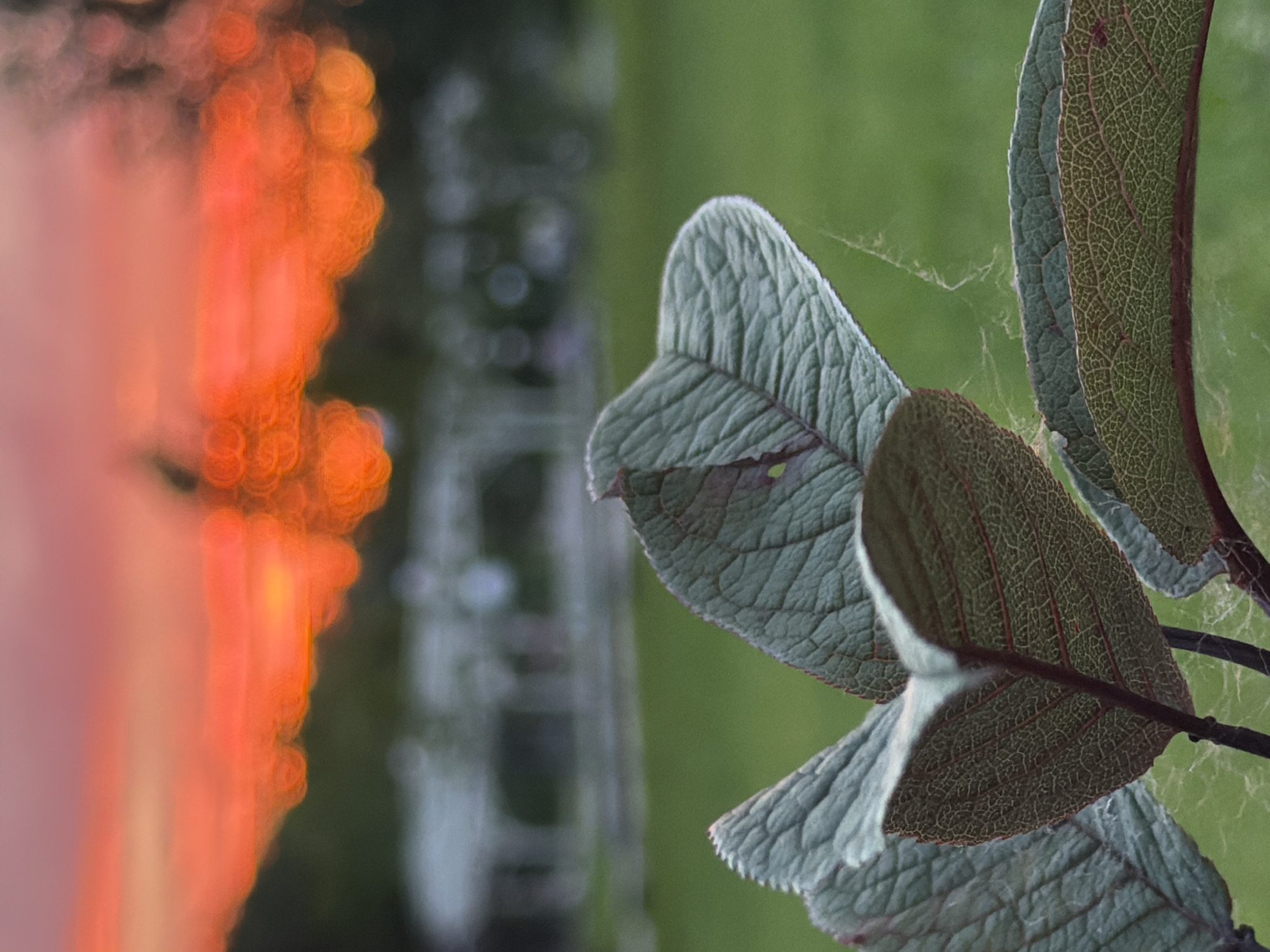 The image shows a close-up of fuzzy, green leaves with red veining against a blurred background. In the background, a bright orange and pink sunset sky is visible, with bokeh effects creating circular patterns of light. Further in the background, there is a hint of a green lawn and structures resembling gazebos or pergolas. The overall impression is of a tranquil outdoor scene, possibly a park or garden, at dusk. The location is described as being in the city of Kazan, Russia.