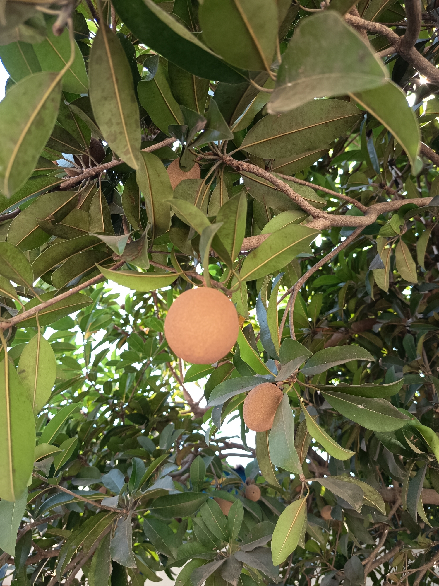 A close-up, vertical, outdoor, natural light shot shows several brown, egg-shaped fruits hanging from a tree with thick, dark brown branches and abundant, dark green leaves. The fruits appear to be ripe sapodillas. The leaves are leathery and oval with prominent veins. The sunlight filters through the leaves, creating dappled light effects. The image was captured in Widoro, Indonesia.
