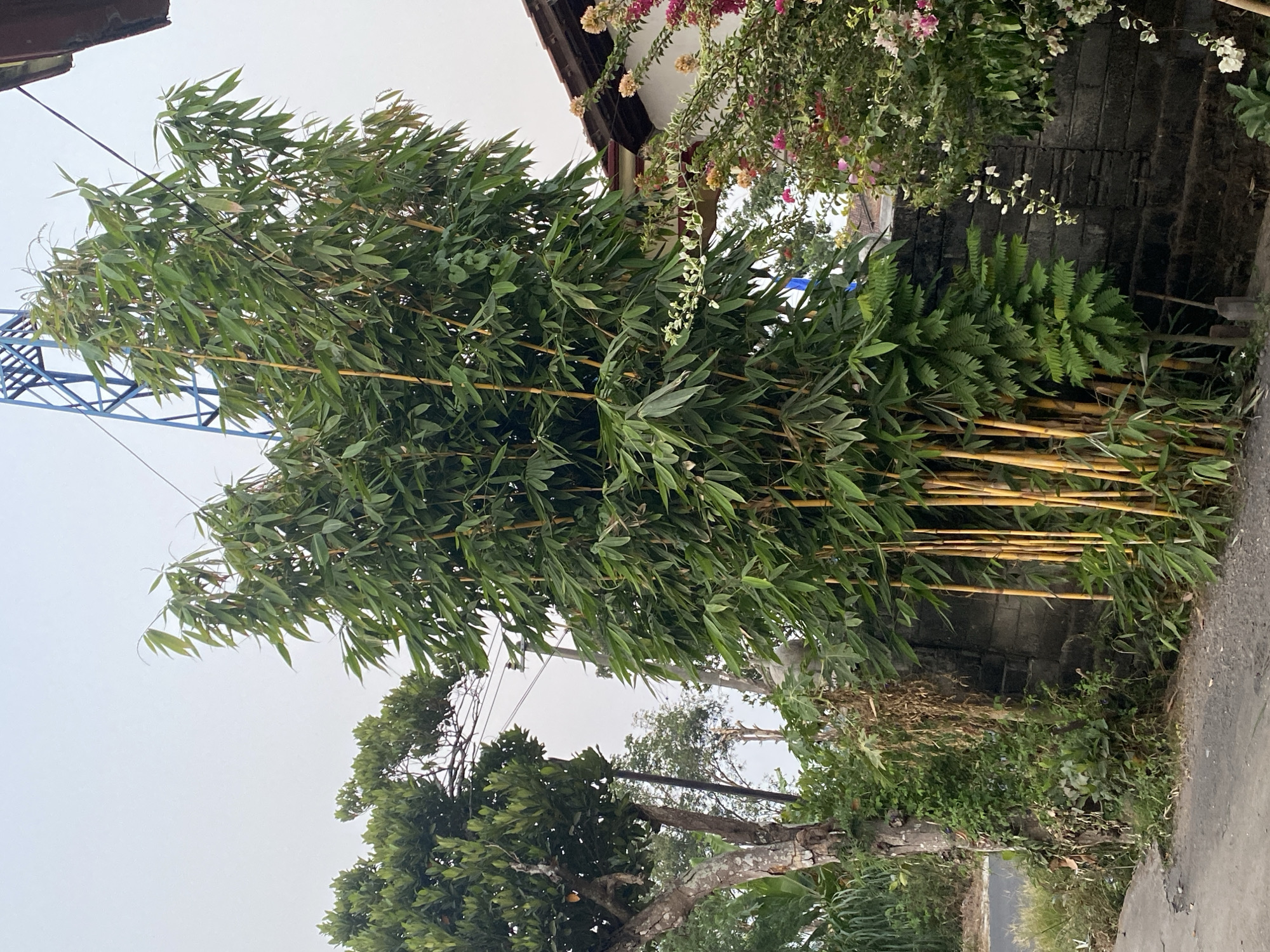 In Jemekan, Indonesia, a cluster of tall, slender bamboo stalks with yellow stems grows alongside a dark, rough-textured brick wall. The bamboo is densely covered in long, narrow green leaves. To the left of the bamboo, a mature tree with textured, light-colored bark stands, its branches reaching upwards. Interspersed with the bamboo and behind it are various other green plants and foliage. In the upper right corner, a portion of a building with a brown tiled roof is visible. In the background, a blue metal structure, possibly a tower or antenna, is partially obscured by the bamboo and other trees. The sky above is overcast and light-colored. In the foreground, a paved surface, likely a road or pathway, transitions to gravel.