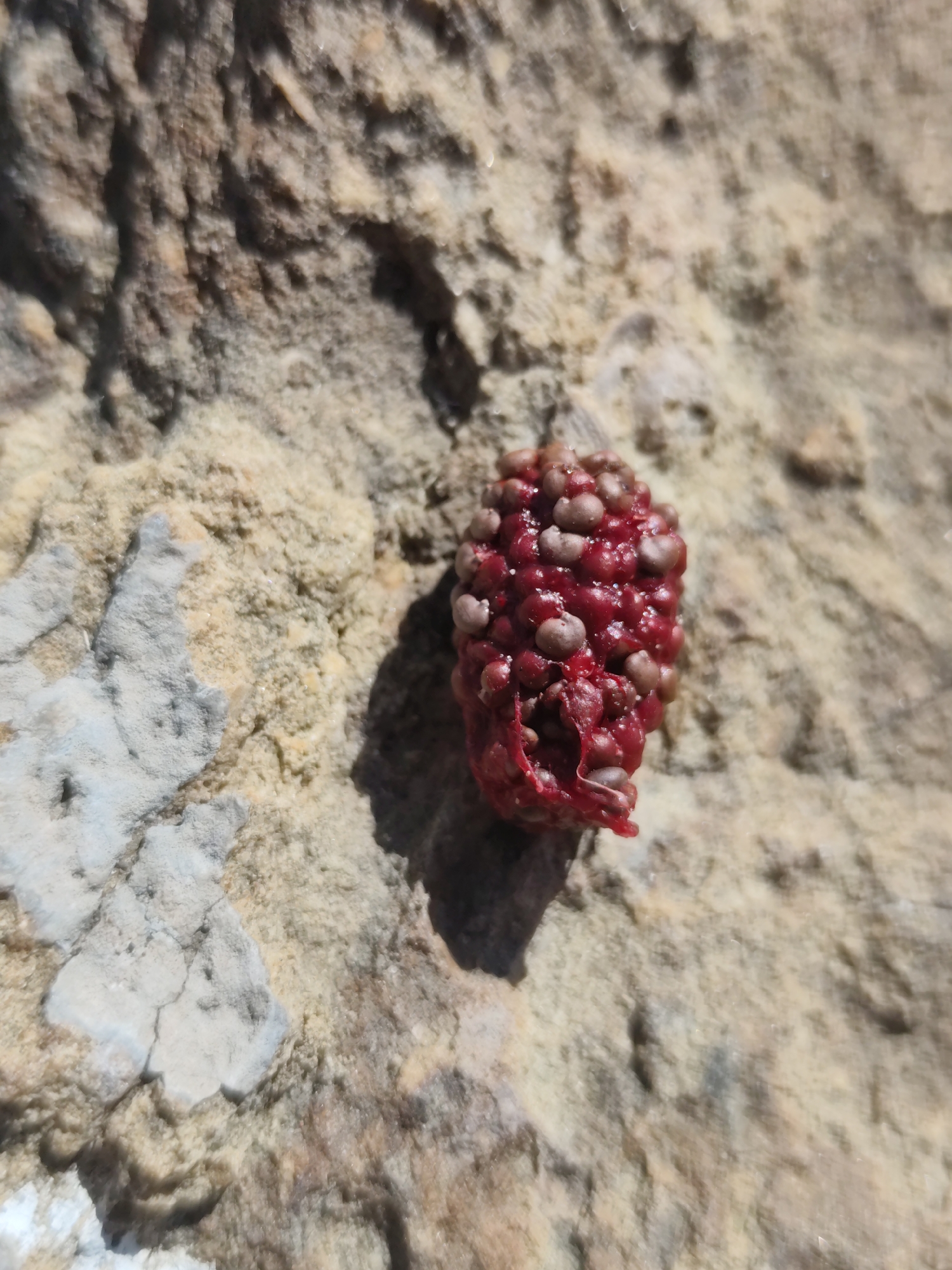 A close-up, high-angle shot shows a single, damaged raspberry resting on a textured, light-brown rocky surface. The raspberry is deep red and appears to have some of its drupelets detached or broken. The rocky surface exhibits variations in color, ranging from light tan to grayish-white, with rough, uneven textures and some visible crevices. The lighting suggests a sunny day, casting a shadow from the raspberry onto the rock. The image provides no information about the city of Şardara, Kazakhstan, or any people, actions, or interactions.