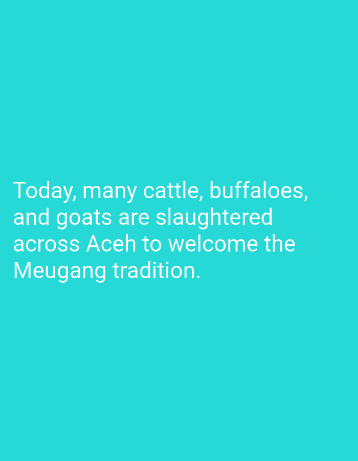The image is a text overlay on a solid turquoise background. The text states, "Today, many cattle, buffaloes, and goats are slaughtered across Aceh to welcome the Meugang tradition." There is no indication of location in Kutaglumpang, Indonesia, or any other visual elements present.