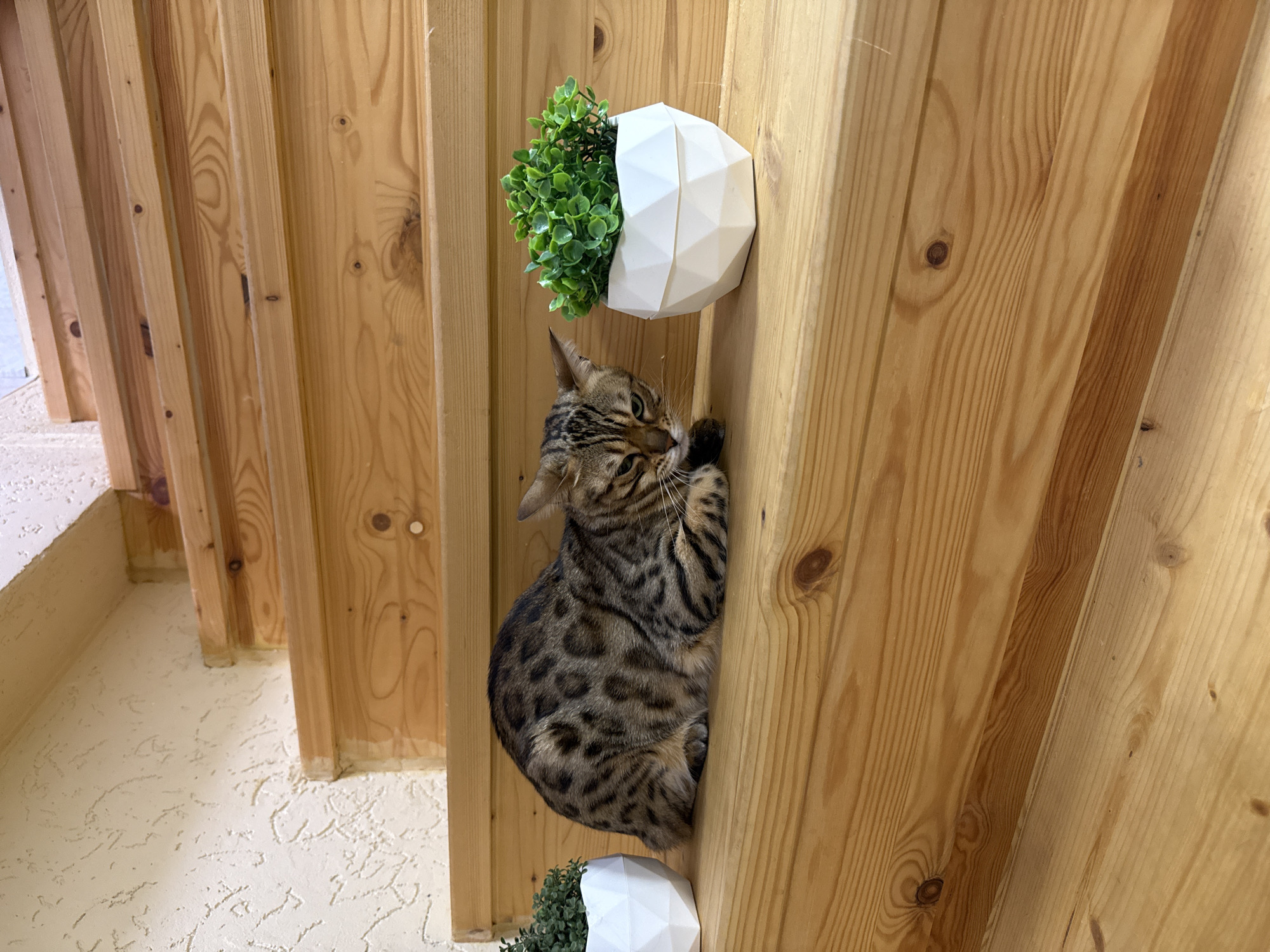 A Bengal cat is perched between two vertical wooden boards. The cat is gripping the board on the right with its paws and claws. Above the cat is a white, geometric planter with green artificial plants. Below the cat is another identical planter. The wooden boards are light brown with a visible grain. In the background, to the left, is a white wall and floor. The location is Unknown, Unknown.