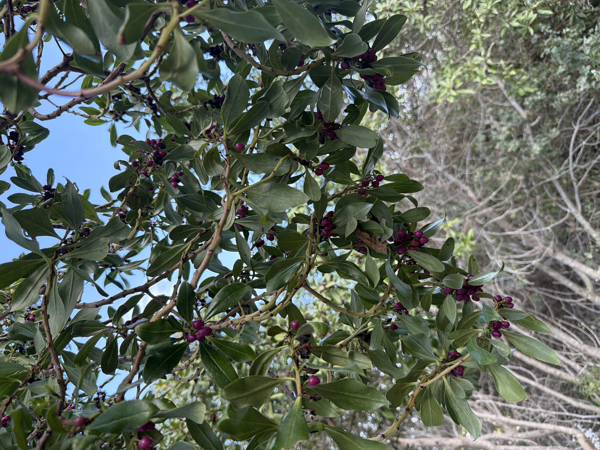 An outdoor, eye-level shot focuses on a close-up view of a tree branch laden with dark purple berries and green leaves against a bright blue sky. The berries are small and round, growing in clusters along the branch, interspersed with the glossy, ovular leaves. The branches themselves are woody and brown, forming a dense canopy. In the background, out of focus, is a blur of more branches and foliage, suggesting a wooded or garden environment. The scene appears to be captured in Meneou, Cyprus, under clear daylight conditions. There are no people or animals visible in the frame.