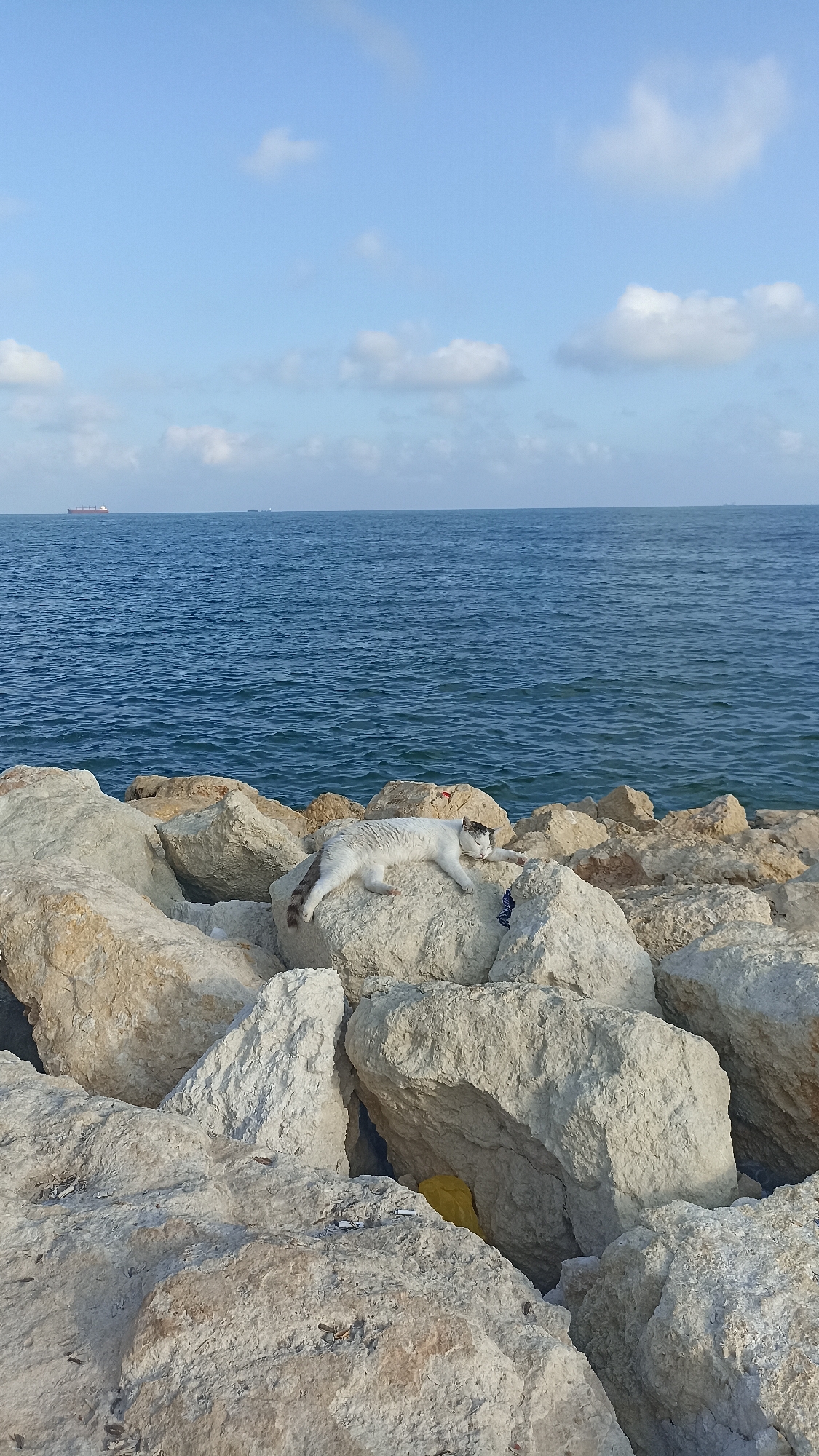 A white and black cat is lying on its side on a large, light-colored rock on a breakwater. The cat is in the middle ground of the image, with the sea in the background. The sea is a deep blue and appears slightly choppy. The sky above is a pale blue with scattered white clouds. In the distance, on the horizon, two cargo ships are visible. The breakwater itself is made up of numerous large, irregularly shaped rocks. A yellow plastic bag is visible tucked between two of the rocks in the lower right portion of the image. The scene appears to be in a coastal area, possibly near Yenişehir, Turkey.