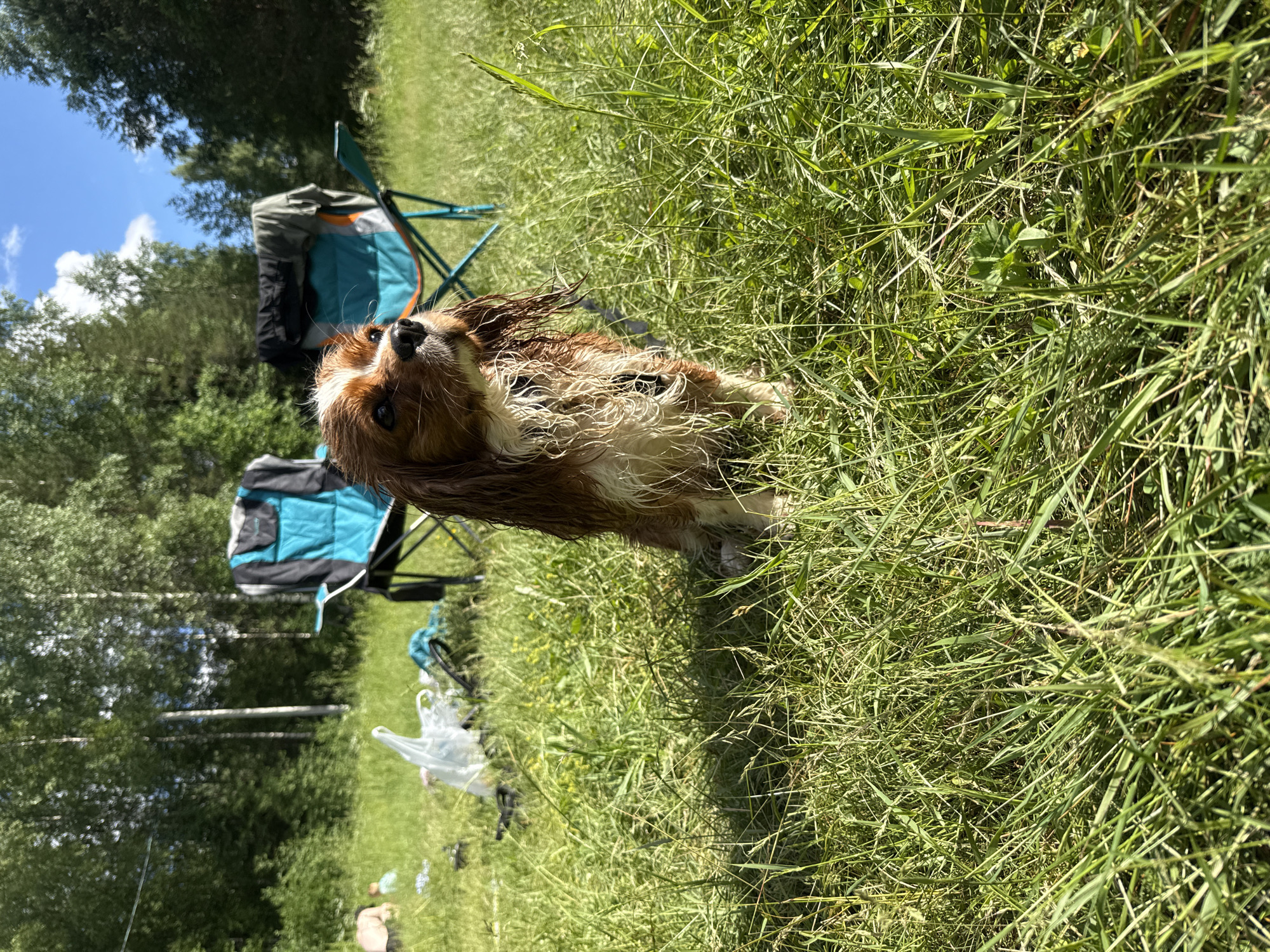 A Cavalier King Charles Spaniel, with wet, brown and white fur, sits alertly in tall green grass. The dog is facing to the right, with its head slightly tilted upwards. In the background, two blue and black camping chairs are set up, and to the left, a person is partially visible, lying down in the grass, and some plastic bags and other items are scattered. The scene appears to be a natural outdoor environment, possibly a park or a meadow, with a line of trees forming the backdrop under a bright blue sky with scattered clouds. The location is described as Korotsko, Russia.