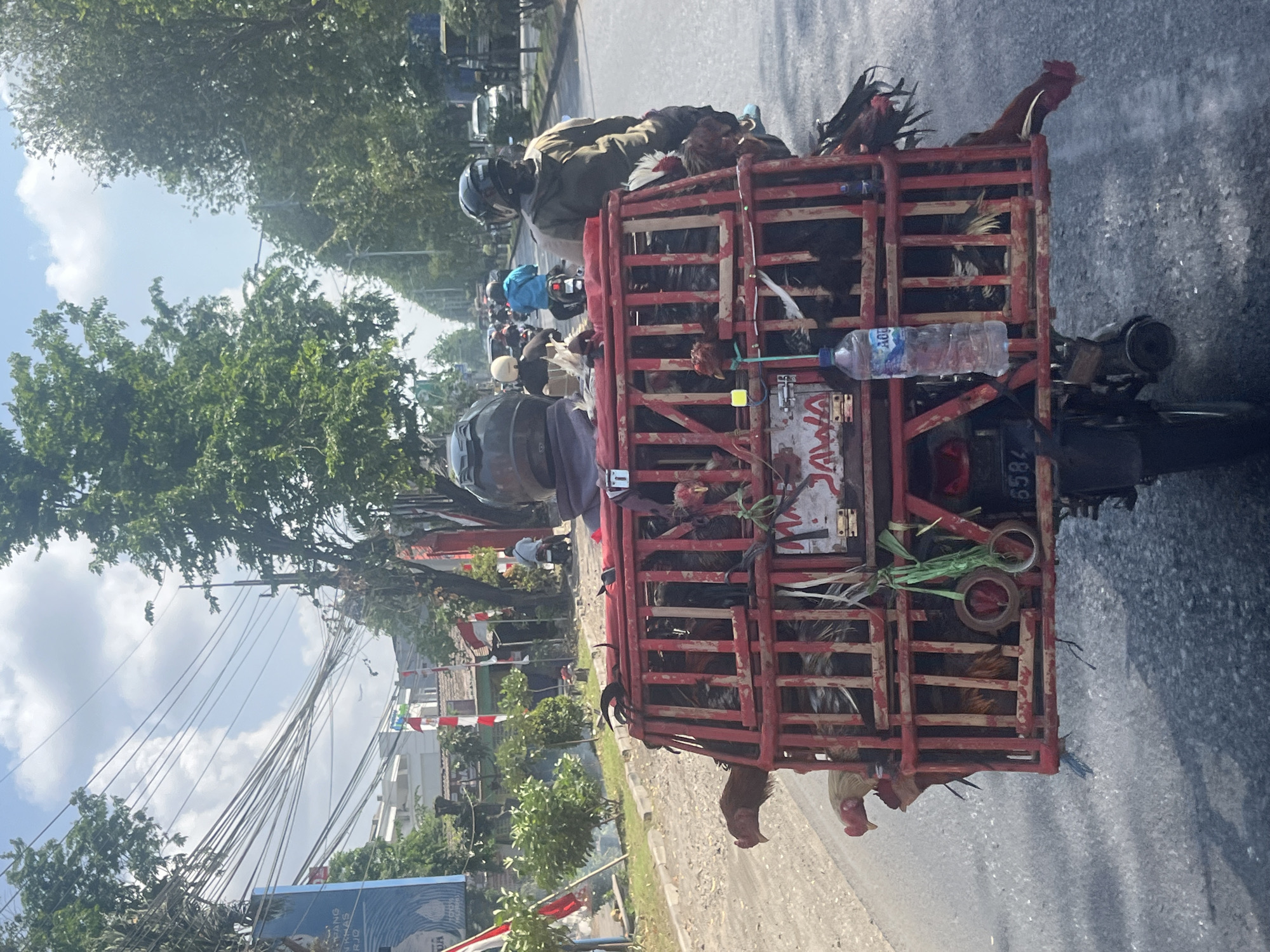 In Sruni, Indonesia, a motorcycle transports a large red cage filled with chickens along a street. The cage is secured to the rear of the motorcycle and appears to be made of a metal frame with wooden slats. Several chickens are visible inside and around the cage, with some heads and feathers protruding from the openings. A blue plastic water bottle hangs from the side of the cage. The motorcycle is being ridden by a person wearing a dark helmet and a gray jacket. Other motorcycles and a few cars are present on the road, indicating moderate traffic. The environment is characterized by trees lining the street and buildings in the background, suggesting an urban or suburban setting. The sky is partly cloudy, and the lighting indicates it is daytime.