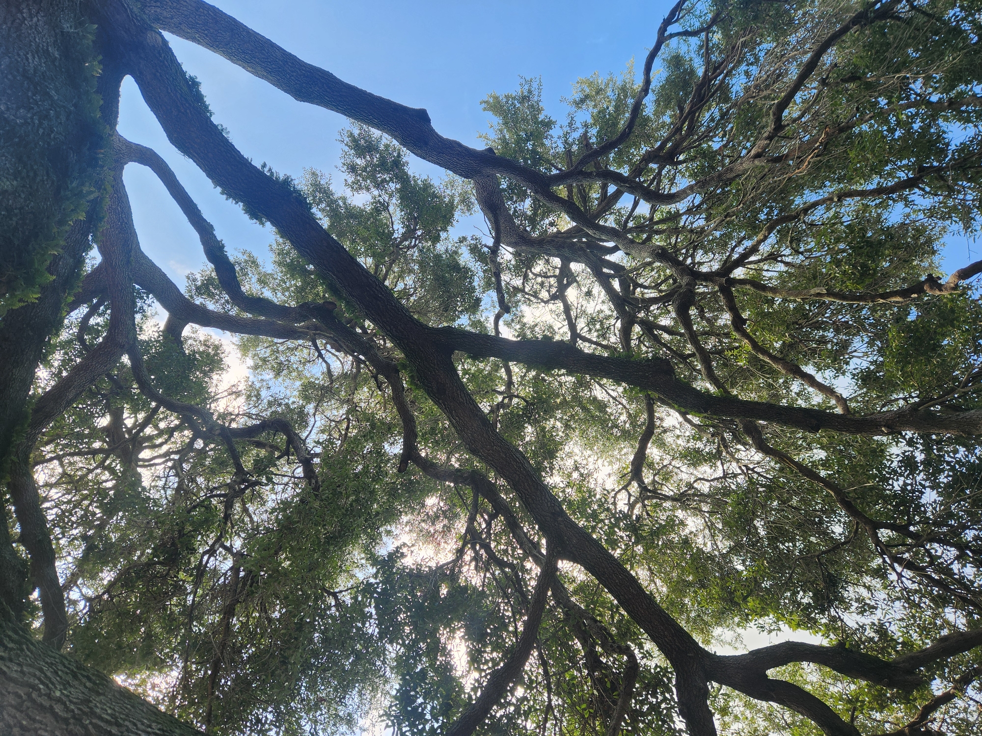 The image shows an upward view of the sprawling branches of a large oak tree against a bright blue sky. The tree's thick, dark brown branches twist and turn, creating a complex canopy filled with lush green leaves. Sunlight filters through the leaves, creating bright spots and dappled patterns. The scene captures the grandeur of the tree's natural form. This image was taken in Altamonte Springs, United States of America.
