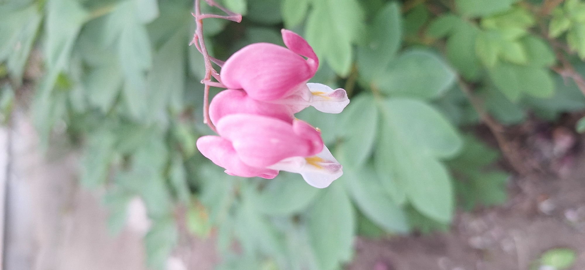 The image is a close-up, outdoor photograph of two pink bleeding heart flowers in bloom, with delicate white and yellow accents at the base of the petals. The flowers are hanging from a thin stem, with a blurred green leafy background suggesting a garden or natural setting. The foreground is also blurred, showing patches of soil and more green foliage. The lighting appears soft, indicating it might be a cloudy day or early morning/late afternoon. There are no people, animals, or man-made structures visible in the image, and no specific details are available to place it within the city of Nakhodka, Russia.