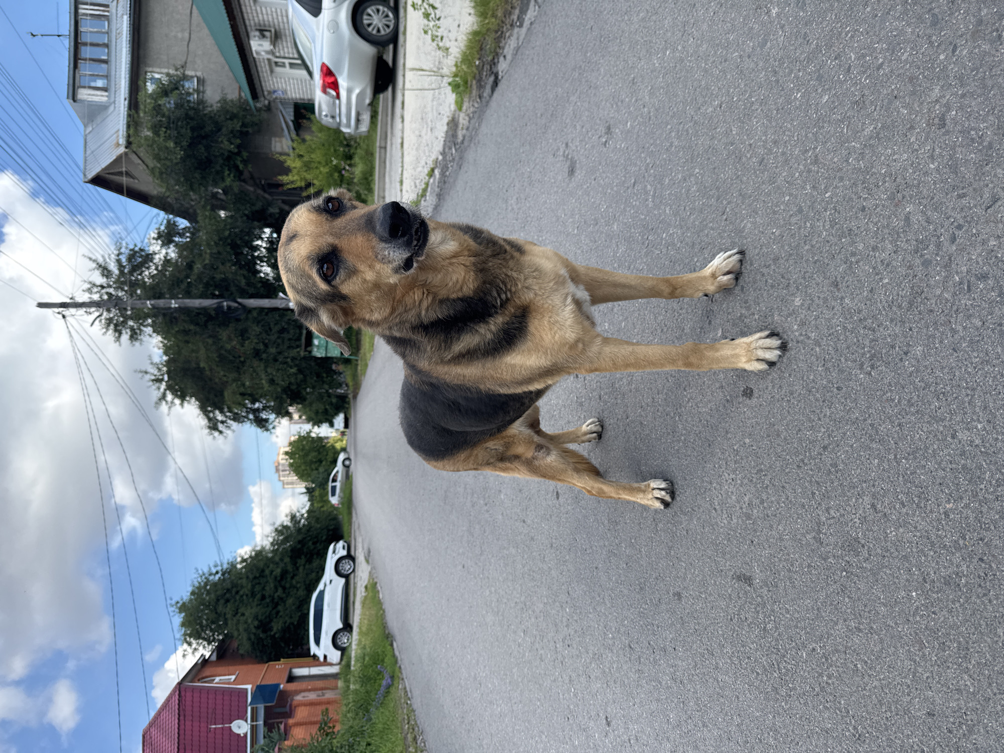 A medium shot captures a German Shepherd dog standing on an asphalt road, looking directly at the camera. The dog has a tan and black coat with distinctive markings around its eyes and muzzle. Its ears are perked, and it appears alert and curious. The road curves gently, with grassy verges on either side.
In the background, a residential street scene unfolds. On the left, a multi-story building with a grey facade and a pitched metal roof is visible, with power lines stretching across the frame. Further down the street, a white car is parked. On the right side of the road, more greenery and trees suggest a suburban or rural environment. Another white car is parked further in the distance. A red-roofed house is partially visible in the bottom left corner.
The lighting suggests it is daytime, possibly late morning or afternoon, with diffused light indicating a slightly overcast or partly cloudy sky, as evidenced by the presence of clouds in the upper left portion of the image. The overall setting appears to be a quiet street in Novaya Usman', Russia, likely a residential area. There is no discernible text within the image. The dog's expression is neutral but engaging, as if it has stopped to observe the person taking the photo.