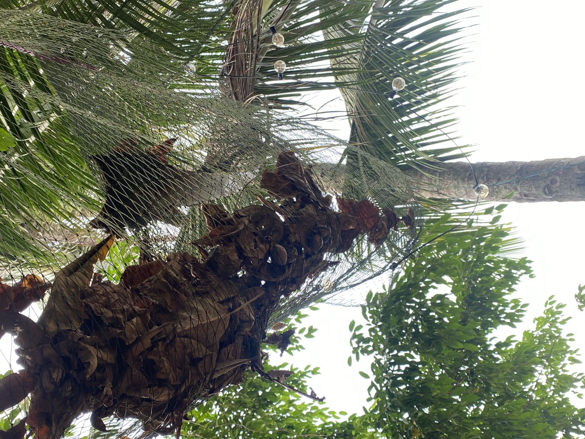 Captured from a low angle in Baan Tai, Thailand, the image depicts a palm tree trunk swathed in netting and dried leaves. String lights with globe bulbs are loosely strung among the palm fronds and netting. Adjacent to the palm, a green tree adds a contrast of color. The sky is visible in patches through the leaves.