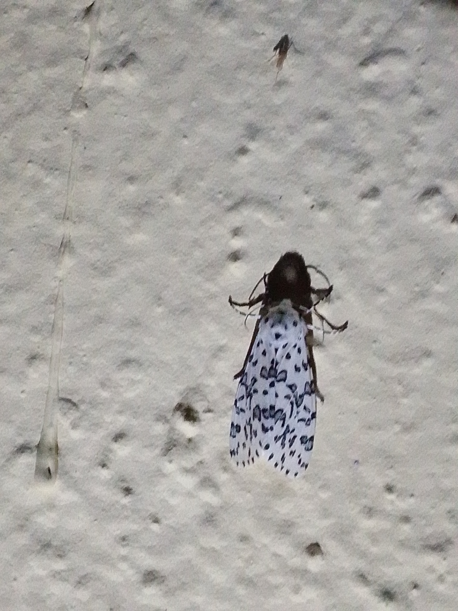 A black and white spotted moth is resting on a light-colored, textured surface. The moth's wings are spread, revealing a delicate pattern of black spots on a white background. Its antennae are visible, extending outwards. The surface appears to be a wall or pavement, with a rough texture. In the upper portion of the image, a smaller, darker insect is visible, and a faint vertical line runs down the left side of the frame, possibly indicating a crack or seam in the surface. The overall lighting suggests an outdoor setting. The location is Serti, Nigeria.