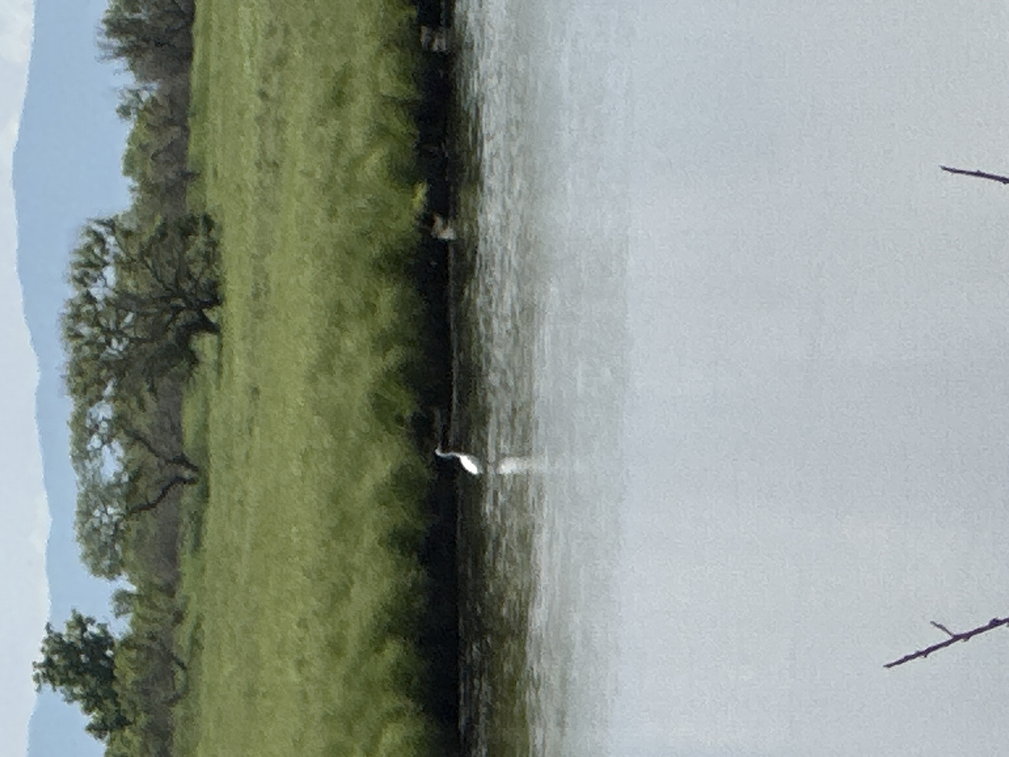 A great egret stands in the shallow water of a marshy area with green reeds on the bank and trees in the background. The sky is overcast and mountains are visible in the distance.