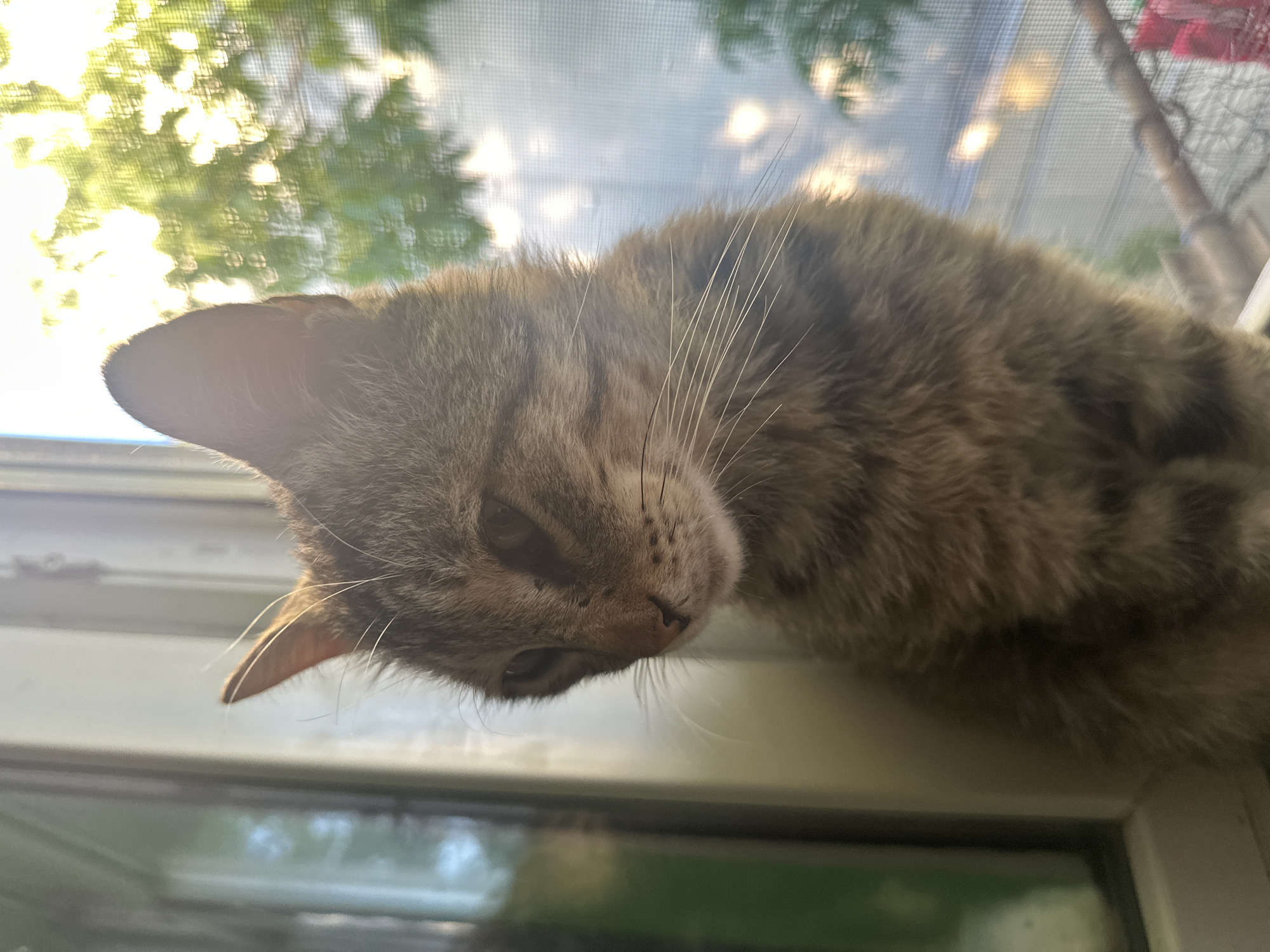 A tabby cat is perched on a windowsill, looking downwards and to its left. The cat is facing the camera at a slight angle, with its fur appearing brown and grey. Sunlight streams in from the right, illuminating the cat's fur and casting a warm glow on the scene. Through the window, a screen is visible, with blurry green foliage and bright light suggesting trees and the outdoors. The background is out of focus, with hints of a domestic setting, possibly an apartment in the city of Comrat, Moldova. The overall mood is peaceful and contemplative, with the cat appearing relaxed.