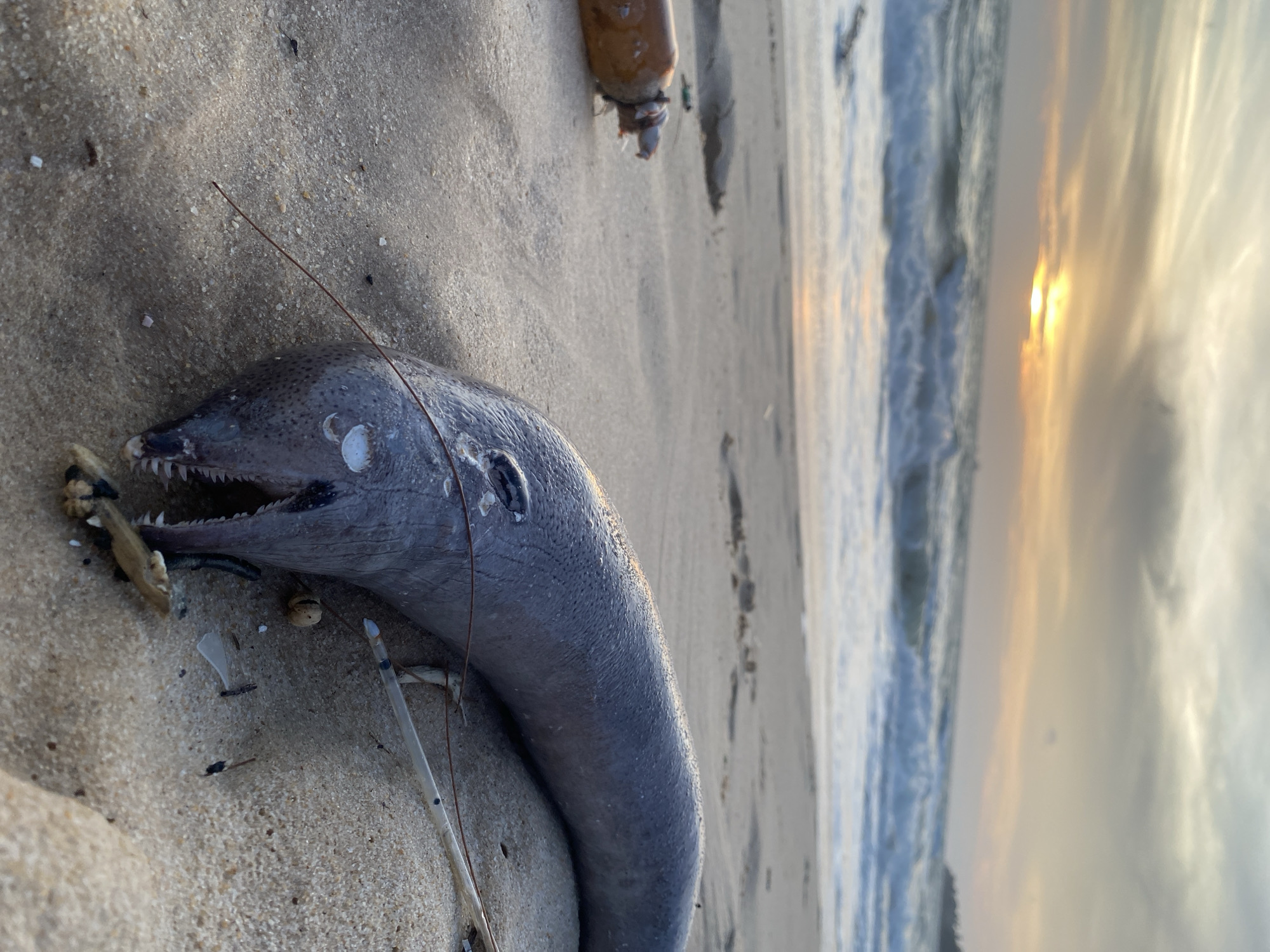A dead, elongated, gray fish lies on a sandy beach in Choeng Thale, Thailand. The fish has a prominent set of sharp teeth visible in its open mouth. A white circular marking is present on its head, near the eye. Debris, including fragments of plastic, surround the fish. In the background, ocean waves are visible, reflecting the sunset. A brown bottle also lies on the sand behind the fish.
