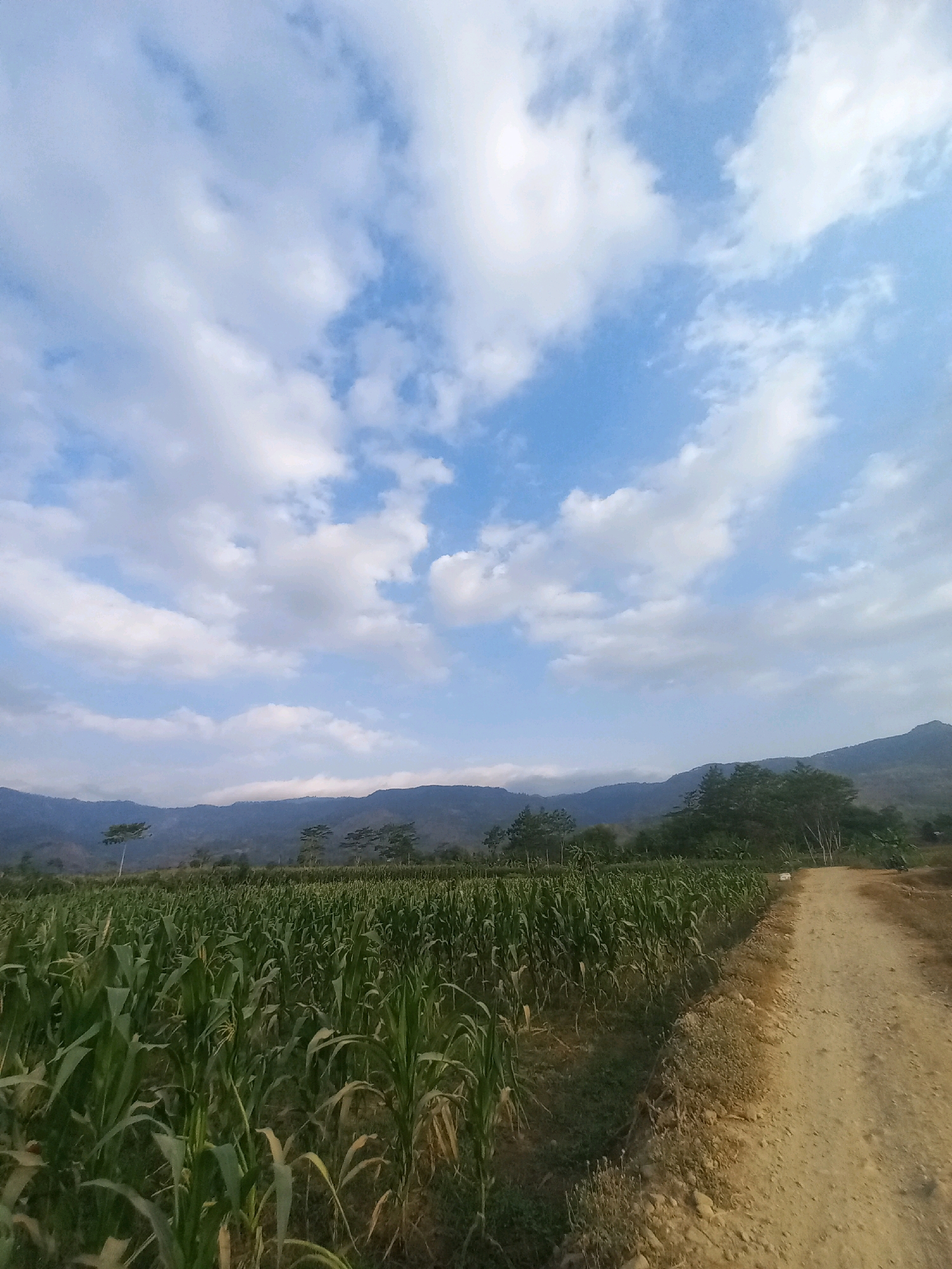 The image depicts an outdoor scene in a rural area, likely the city of Wiroko, Indonesia, characterized by a large cornfield. The cornstalks are tall and green, filling the left and middle portions of the frame. A dirt road, appearing to be a pathway or unpaved track, occupies the right side of the image, running alongside the cornfield and extending into the distance. In the background, rolling hills or mountains are visible, with some trees and vegetation scattered across their slopes. The sky above is a clear blue, dotted with scattered white clouds, suggesting a pleasant day. There are no people or animals visible in the scene. The overall impression is one of a peaceful agricultural landscape.