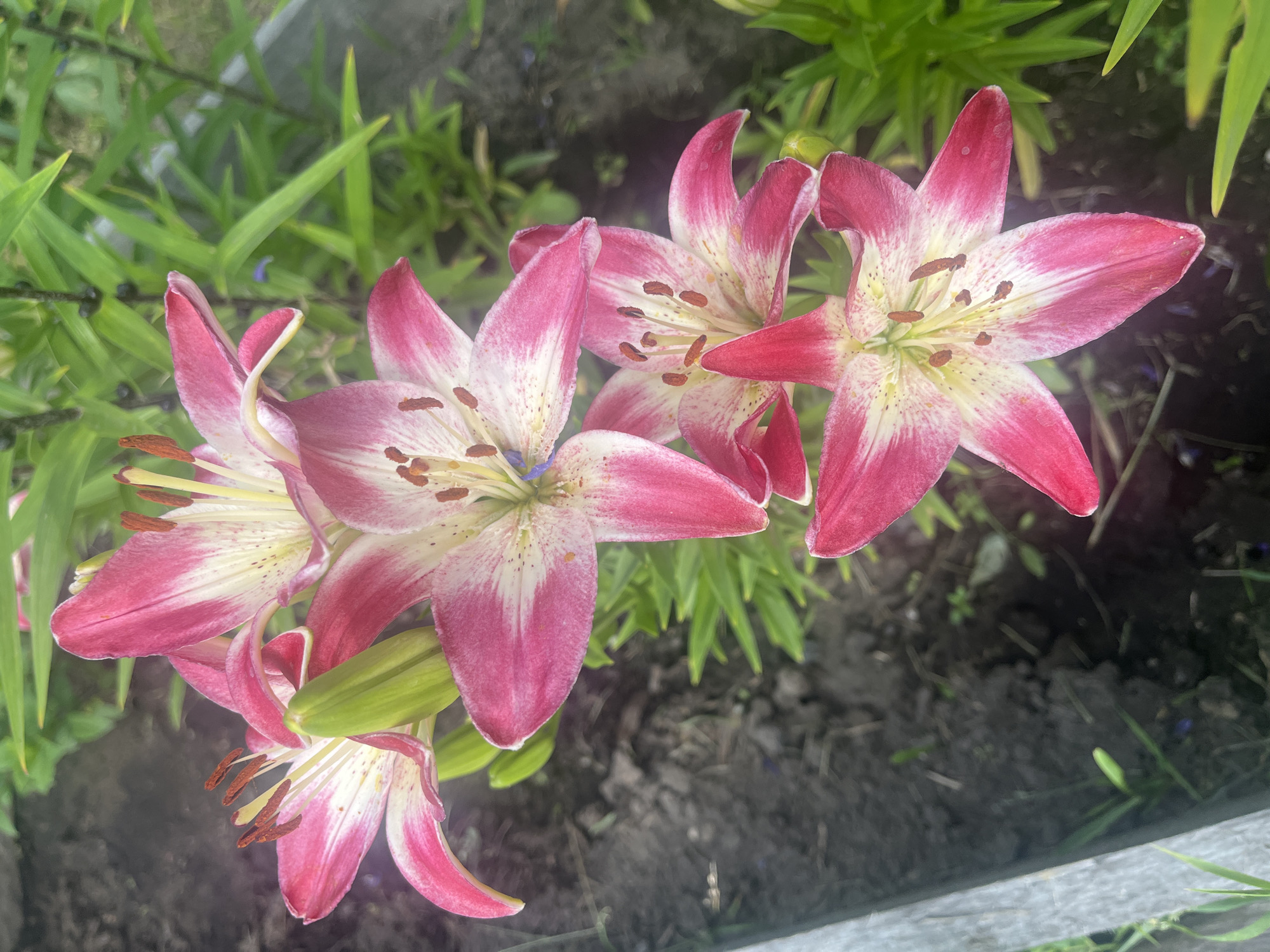 This is a close-up, high-angle, natural light photograph of a cluster of pink and white lilies in a garden setting. The lilies are the primary subjects, with their vibrant petals and prominent stamens in focus. The background consists of green foliage and dark soil, suggesting an outdoor environment. The lighting appears to be natural daylight, likely midday, based on the brightness and lack of harsh shadows. There are no people or text visible in the image. The scene evokes a feeling of natural beauty and tranquility. The location context of Kovriga, Russia, suggests a temperate climate where these flowers would likely bloom in the summer months.