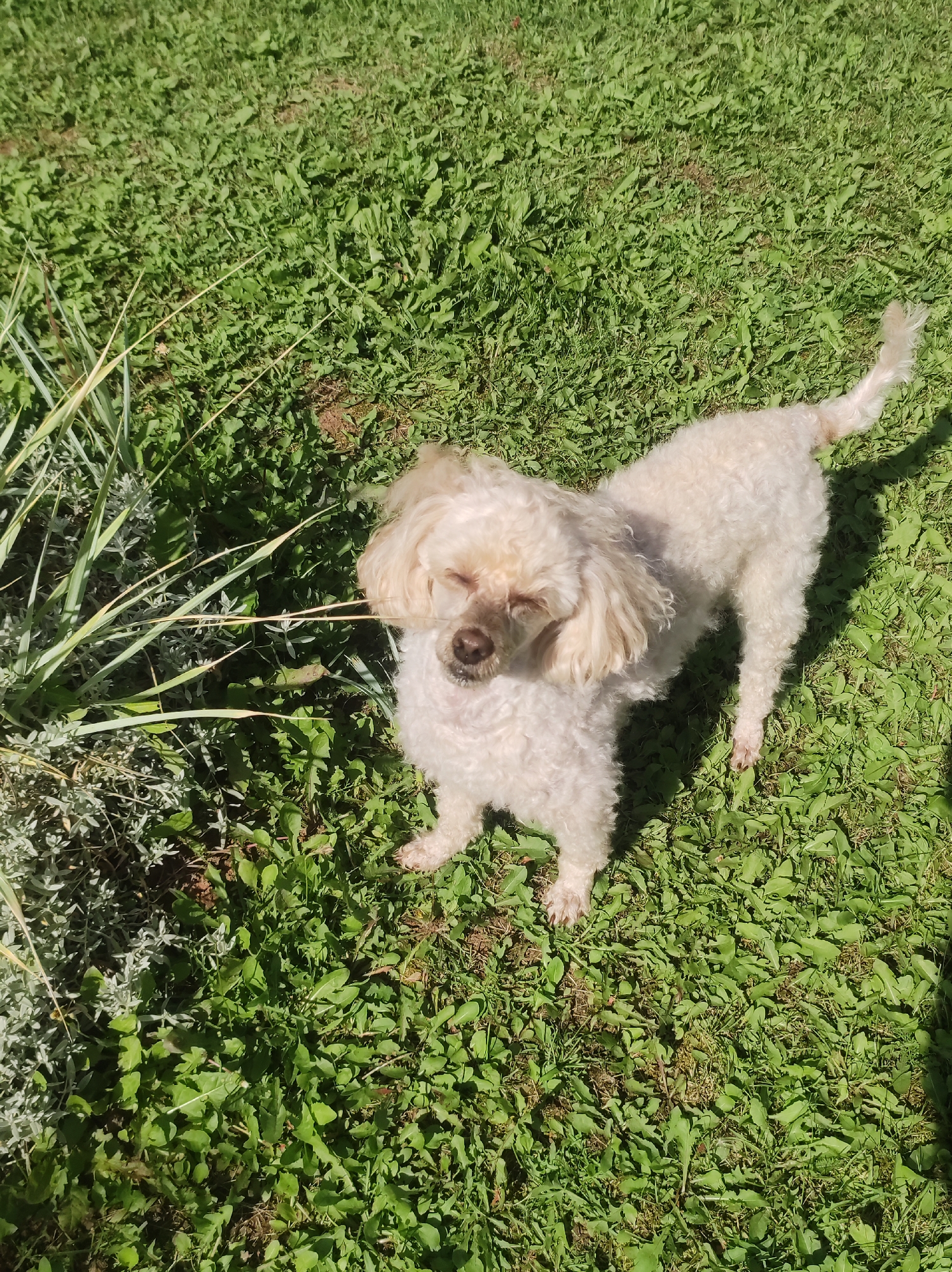 A cream-colored poodle with its eyes closed stands in a patch of green grass, which appears to be a yard or park. The dog has curly fur and is facing slightly to the left. To the left of the dog, there are some light green plants, possibly ornamental grass and low-lying ground cover. The ground is covered in grass and some dry leaves or debris. Sunlight casts a shadow to the right of the dog. The scene is an outdoor environment. There is no indication of the city of Фоки, Russia in the image.