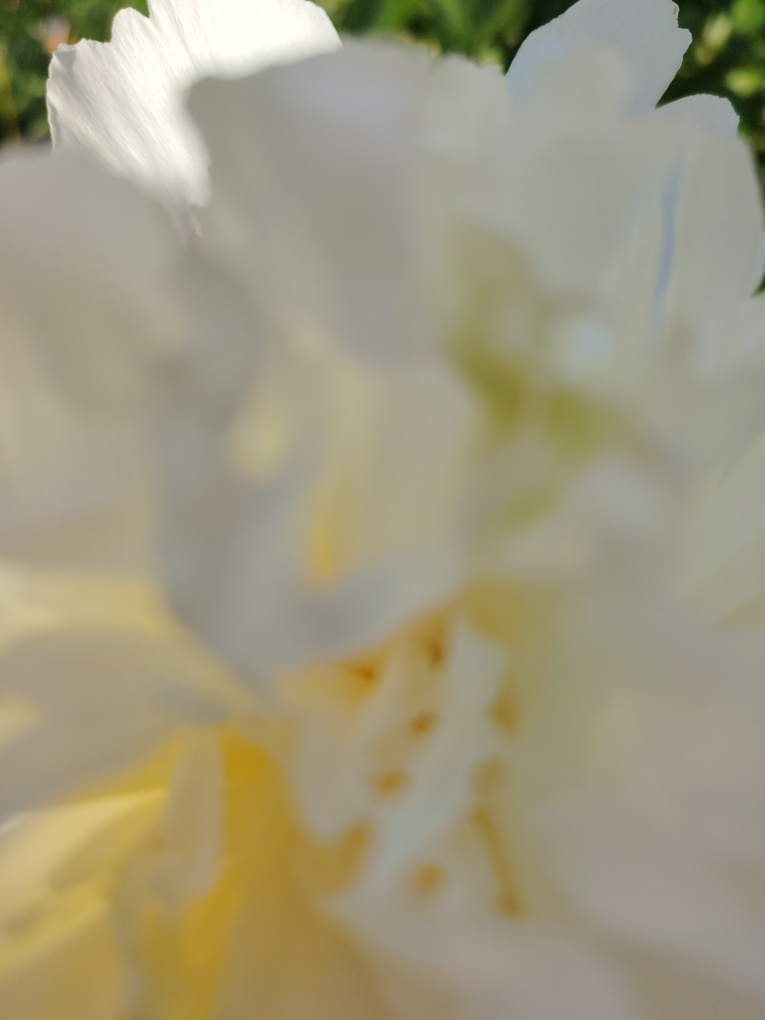 The image is a macro photograph of a white flower with yellow accents. The flower petals are soft and blurred, with some areas in sharp focus, revealing delicate textures and veins. The background is a bokeh of green foliage, suggesting an outdoor environment. The lighting is natural, with highlights on the petals indicating sunlight. The image does not contain any people, objects, actions, or interactions that would allow for a description of a scene in Vladimirovka, Russia. The photograph is solely focused on the floral subject.