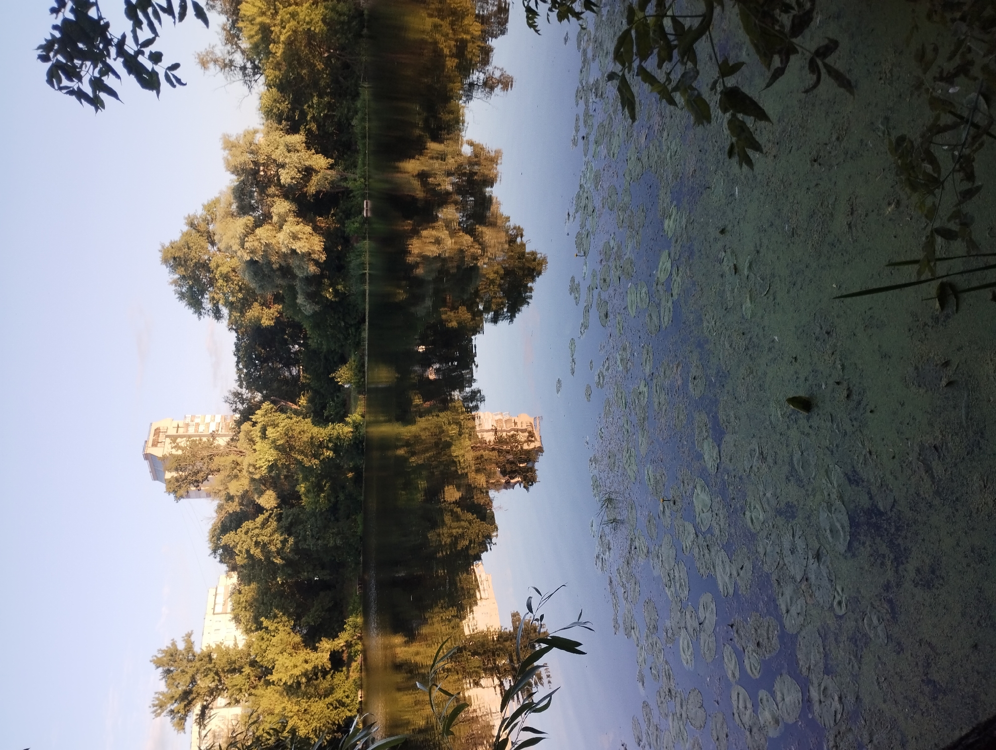 The image shows a wide shot of a pond, likely in the city of Sumy, Ukraine, given the buildings visible in the background. The pond's surface is partially covered with lily pads and a green algal bloom. Tall trees with dense foliage line the far bank, and their reflections are visible in the calm water. In the distance, behind the trees, a modern, multi-story building stands out against a clear, pale blue sky. The scene is likely captured during daylight, possibly late afternoon, given the warm light illuminating the trees and the building's reflection. No people are visible in the image.