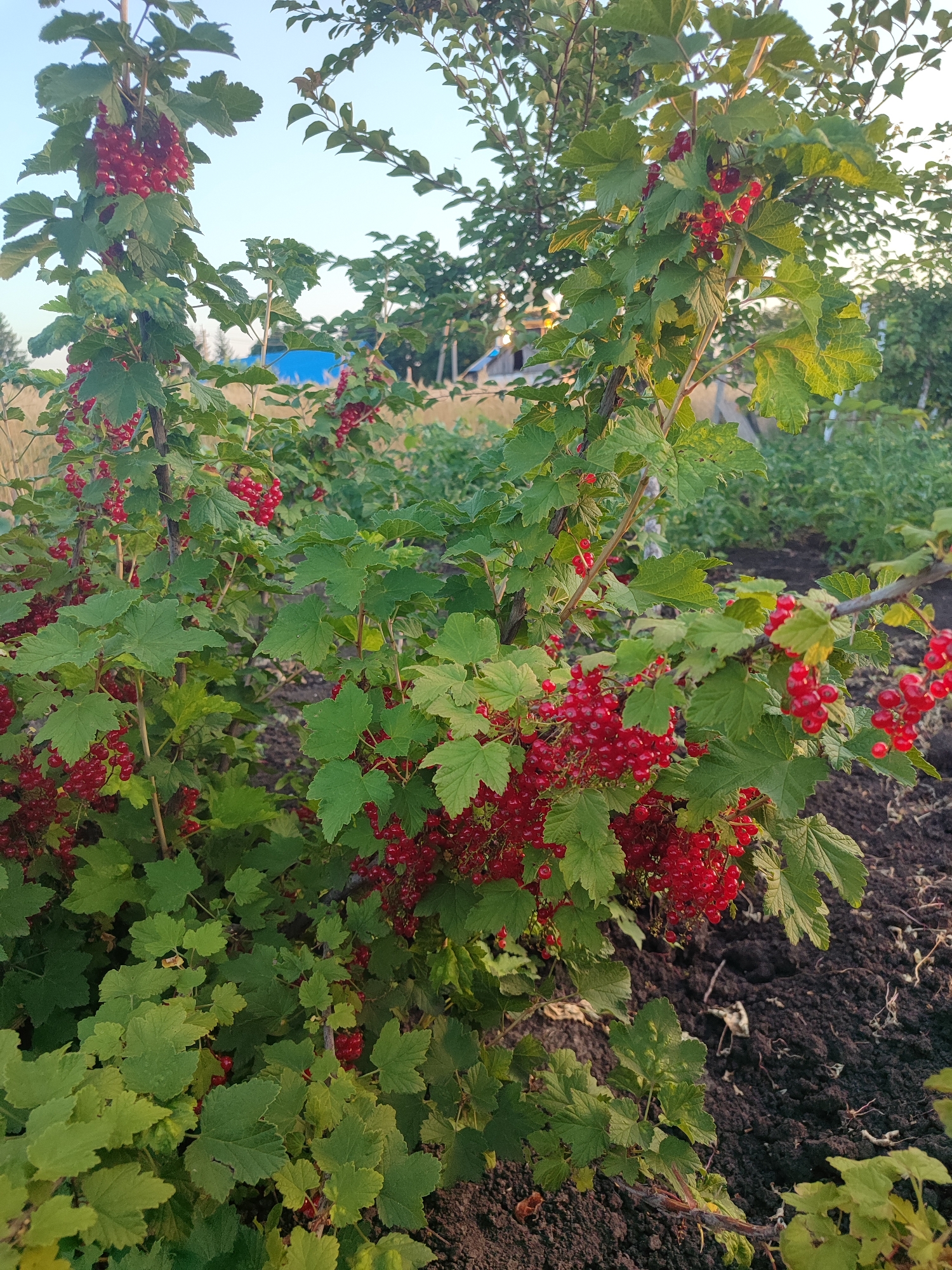 A close-up shot focuses on a red currant bush heavy with ripe red berries. The bush is lush and green, with many clusters of translucent red berries hanging from thin stems. The background shows a blurred garden scene with a dirt path and more greenery. The sky is a pale blue, indicating it is likely late afternoon or early morning. No people or animals are visible. The scene is calm and natural, suggesting a rural or suburban garden setting.