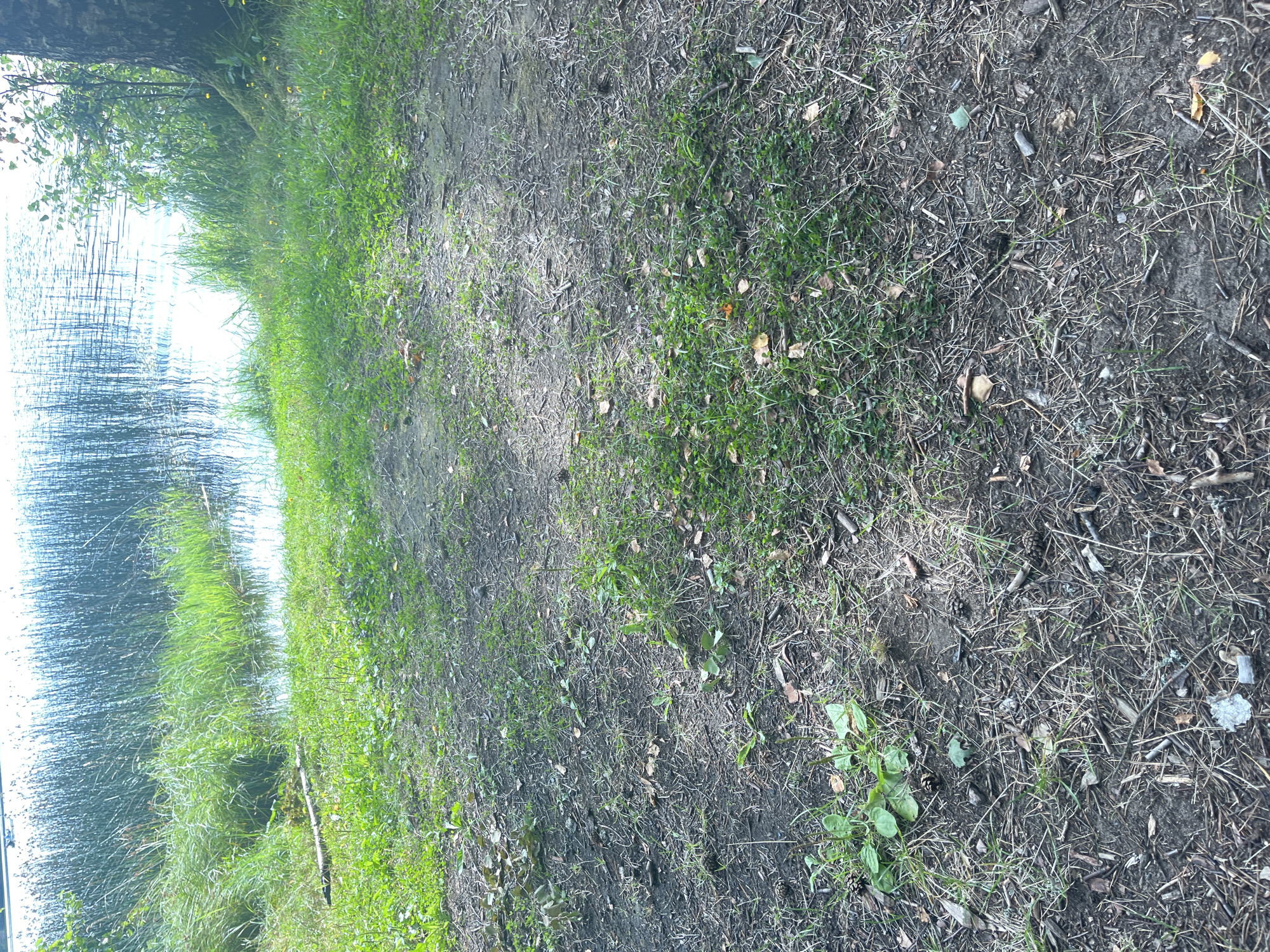 The image depicts a natural scene adjacent to a body of water, likely a lake or river, in Raudoja, Estonia. In the foreground, the ground is a mixture of dirt, grass, pinecones, and fallen leaves, indicating a wooded or natural area. Some small green plants are visible. The middle ground shows a grassy bank leading towards the water. The background is dominated by the water itself, with tall reeds or grasses growing along its edge, creating a dense, vertical texture. The water surface reflects the sky and surrounding vegetation, with ripples suggesting a gentle breeze or current. A tree trunk is partially visible on the right side of the image, further suggesting a natural, possibly recreational, setting. There are no people or specific actions depicted, presenting a static, environmental view.