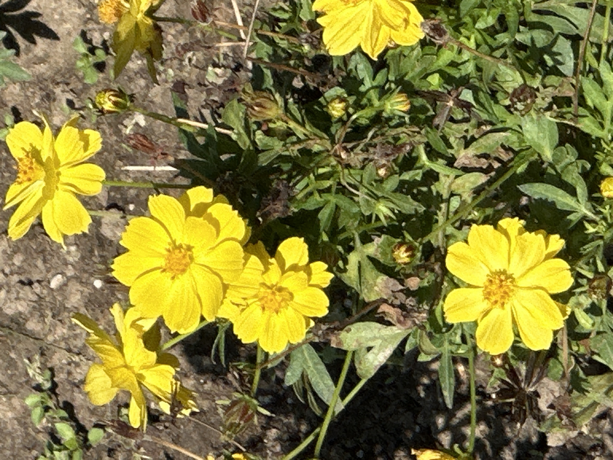 This is a close-up, eye-level, vertical shot of several bright yellow flowers with daisy-like petals and prominent, dark yellow centers. The flowers are in various stages of bloom, with some fully open and others as closed buds. The petals are somewhat delicate and translucent, allowing light to pass through them. The flowers are surrounded by green foliage and what appears to be brown, dry earth or mulch. The lighting suggests it is daytime, with sunlight creating shadows and highlighting the textures of the flowers and the ground. There is no indication of people, specific structures, or recognizable landmarks that would allow for precise geographical identification within Podolsk, Russia. The scene depicts a natural setting, likely a garden or park area.