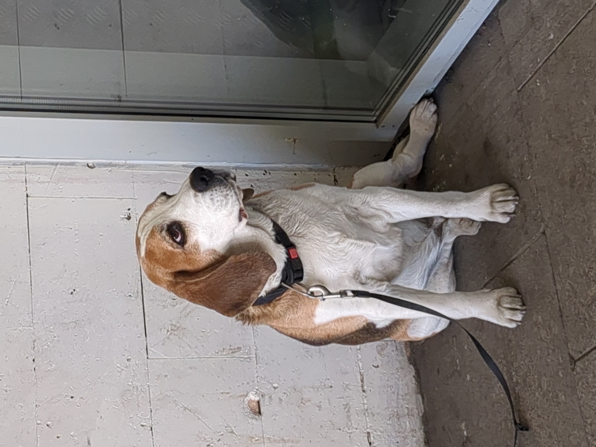A tri-color beagle is shown resting on a drab, textured concrete floor, likely indoors or in a sheltered outdoor area in Saint Petersburg, Russia. The dog is predominantly white, with tan-brown patches covering its ears, around its eyes, and parts of its back and tail, along with some black markings. It wears a black collar with a red quick-release buckle and a black leash attached. The dog's head is tilted upwards, and its warm brown eyes are attentively focused on something or someone positioned above and to its left, conveying a sense of patient waiting or curiosity.
To the dog's right, a light-colored wall or baseboard is visible, with paint showing signs of wear and cracking. Above this, a section of a window or glass door frame can be seen, reflecting a faintly textured, light grey surface. The immediate ground around the dog is a worn, brownish-grey concrete, showing some scuffs and faint lines. The lighting is soft and diffused, indicating daytime conditions without direct sunlight. There is no visible text in the image.