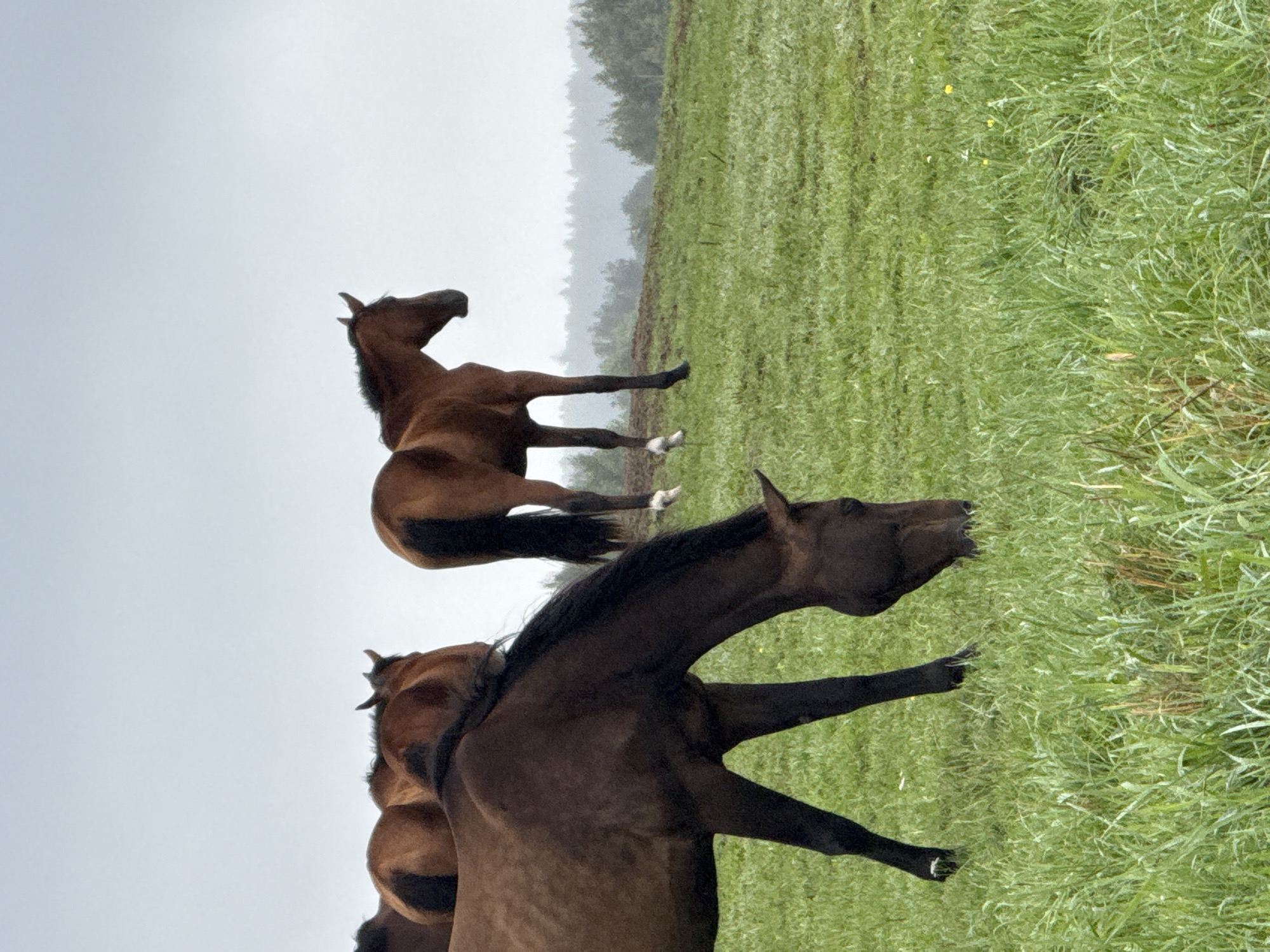The image depicts a group of brown horses grazing in a grassy field under a cloudy sky. The foreground features the back and head of a dark brown horse, with its head lowered to eat grass. Behind it, other horses are visible, some with their backs to the camera, showing dark tails. The terrain appears to be a gentle slope covered in lush green grass, with a line of trees in the background under a hazy, overcast sky. The location is identified as Galinė, Lithuania.