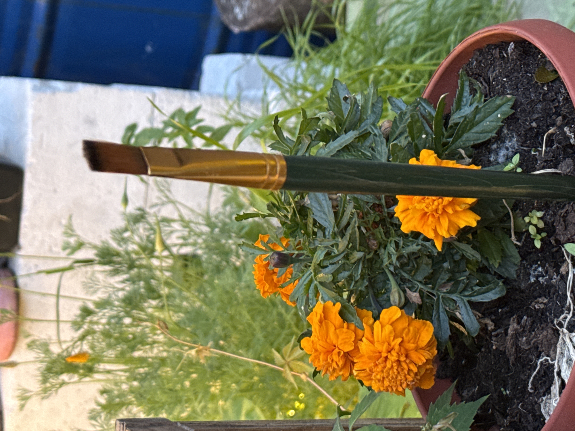 A paintbrush with a dark green handle and a gold ferrule stands upright in the foreground, its angled bristles pointing upwards. The paintbrush is positioned in front of a pot containing bright orange marigolds and dark green foliage. The pot is made of reddish-brown material. In the background, there are blurred green plants and a glimpse of a white textured surface and a dark blue structure. The scene appears to be outdoors, possibly in a garden or on a balcony, with natural light. There is no indication of Saint Petersburg, Russia, or any specific location.