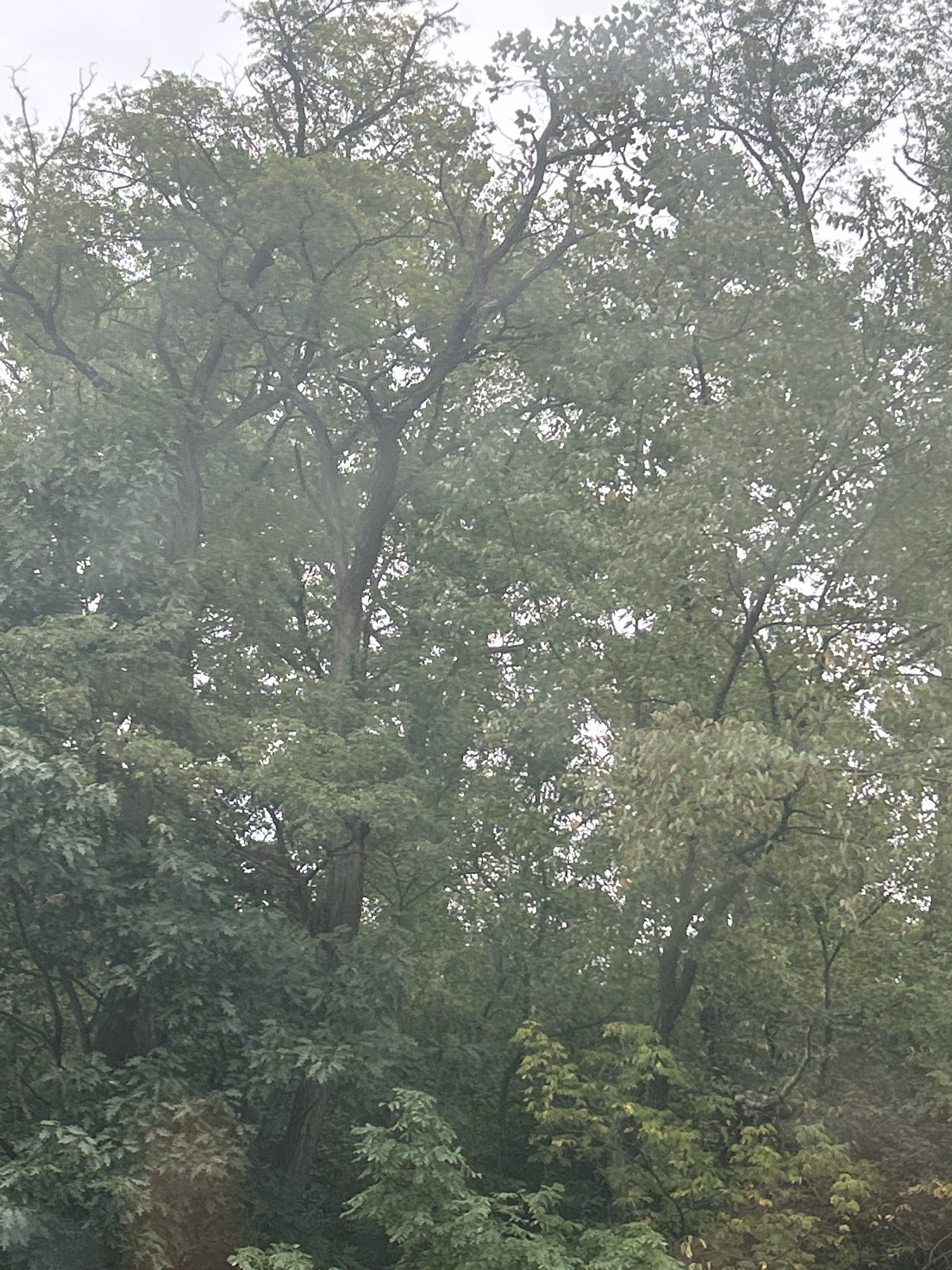 The image displays a dense canopy of trees with lush green foliage and visible branches against a muted sky. The scene is characteristic of a park or wooded area, with thick vegetation dominating the frame. There are no people or man-made structures clearly identifiable in the image. The overall impression is one of natural overgrowth.