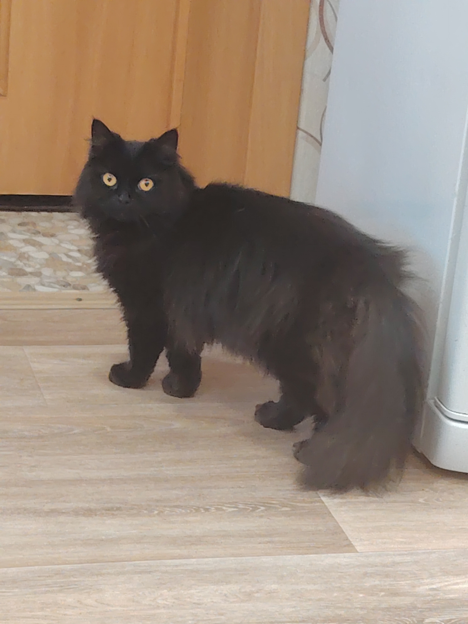 A fluffy, long-haired black cat with bright yellow eyes is standing on a light-colored wooden floor. The cat is facing to the right, with its body slightly angled away from the viewer. Its fur appears to be dark gray or black, and it has a bushy tail. The cat's ears are pointed upwards, and its gaze is directed forward.
The background consists of a closed wooden door on the left and a white appliance on the right. A patterned tiled area is visible at the bottom of the door. The lighting suggests it is indoors during the daytime. The overall scene is a simple, domestic setting. There is no visible text in the image.