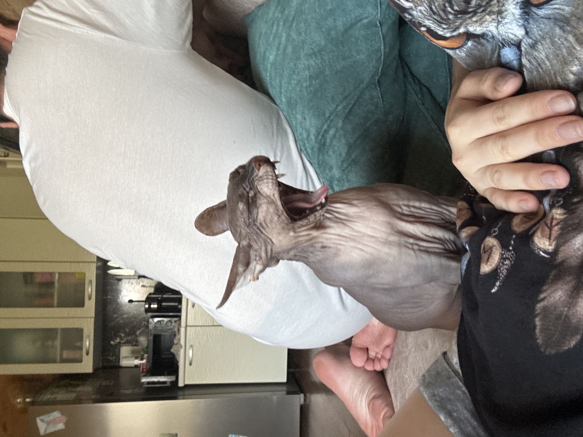 A close-up, indoor shot captures a hairless cat with its mouth wide open, appearing to yawn. The cat is positioned on a couch next to a person wearing a white t-shirt, whose back is partially visible. Another person's bare feet are visible on the left side of the frame, suggesting they are also on the couch or floor. In the background, a kitchen area with cabinets and appliances is visible. The image is taken in an apartment in Nikolaevka, Russia.