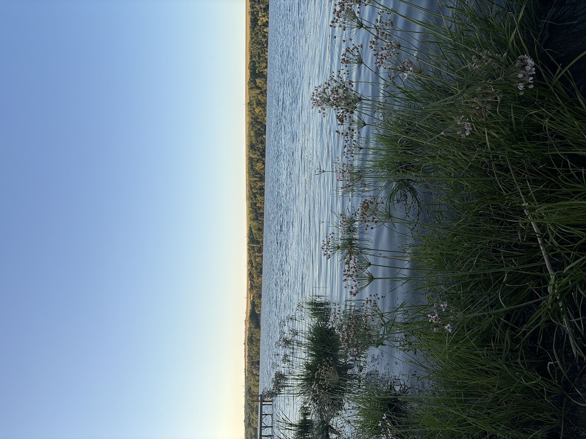 The image depicts a serene waterfront scene, likely on the Nistru River in Oxentea, Moldova, as suggested by its rural setting and the presence of lush vegetation common to the region. The foreground is dominated by tall green grass and delicate flowering plants, with some of these plants partially submerged in the calm, rippling water. These plants have a distinctive airy, umbrella-like seed head structure, with some still bearing small pinkish-white flowers.
The water surface is a tranquil blue, reflecting the clear, pale blue sky above. The sky occupies the upper half of the image and is unblemished by clouds, indicating fair weather. In the middle ground, a dense line of trees forms a dark green band along the distant shore, creating a natural boundary between the water and the land. Beyond the tree line, a golden field stretches towards the horizon, suggesting agricultural activity or natural grasslands. To the left of the image, a wooden pier or jetty extends into the water, its structure partially visible above the surface. The overall impression is one of natural beauty and peacefulness, typical of a rural landscape during daylight hours. There are no people or animals visible in the frame, and no specific actions or interactions are occurring.