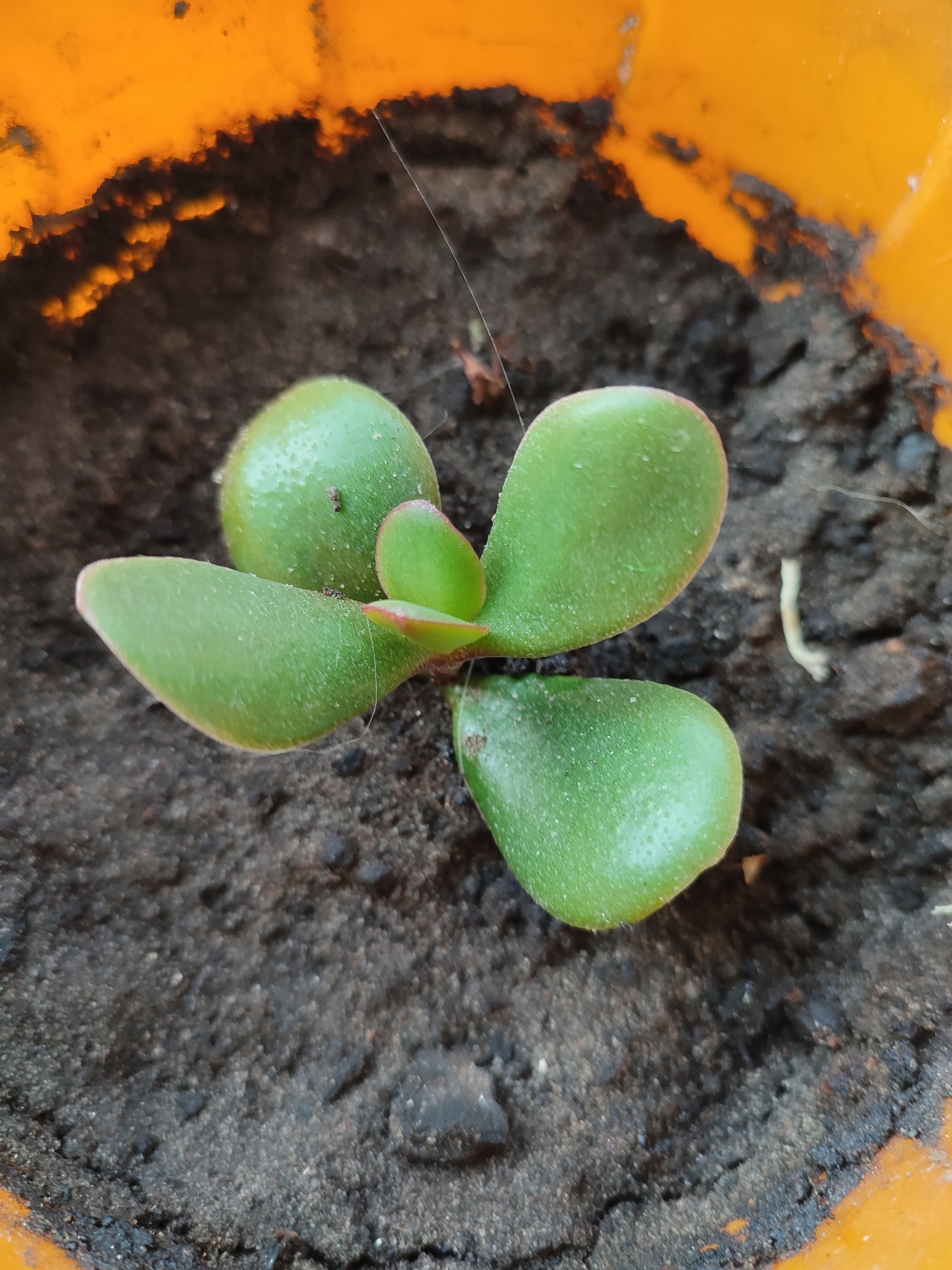 An overhead, close-up shot captures a small, vibrant green succulent plant with thick, oval-shaped leaves, nestled in dark, granular soil within an orange plastic pot. The pot's rim, a bright, textured orange, is visible in the upper portion of the frame. The plant, a juvenile Jade plant, exhibits delicate, reddish edges on some of its leaves and appears to have a few tiny specks of dirt or insects on its surface. Fine, nearly invisible spiderwebs are also present, stretching between leaves and extending towards the pot's edge. The soil is loose and slightly clumpy, with some darker organic matter mixed in. The lighting is natural and diffused, casting soft shadows and highlighting the plant's waxy sheen. There are no people or animals visible in this image, and the scene appears to be outdoors, possibly in a garden or on a balcony, given the texture and material of the pot. No information about its location in Narowlya, Belarus, can be determined from the visual evidence provided.