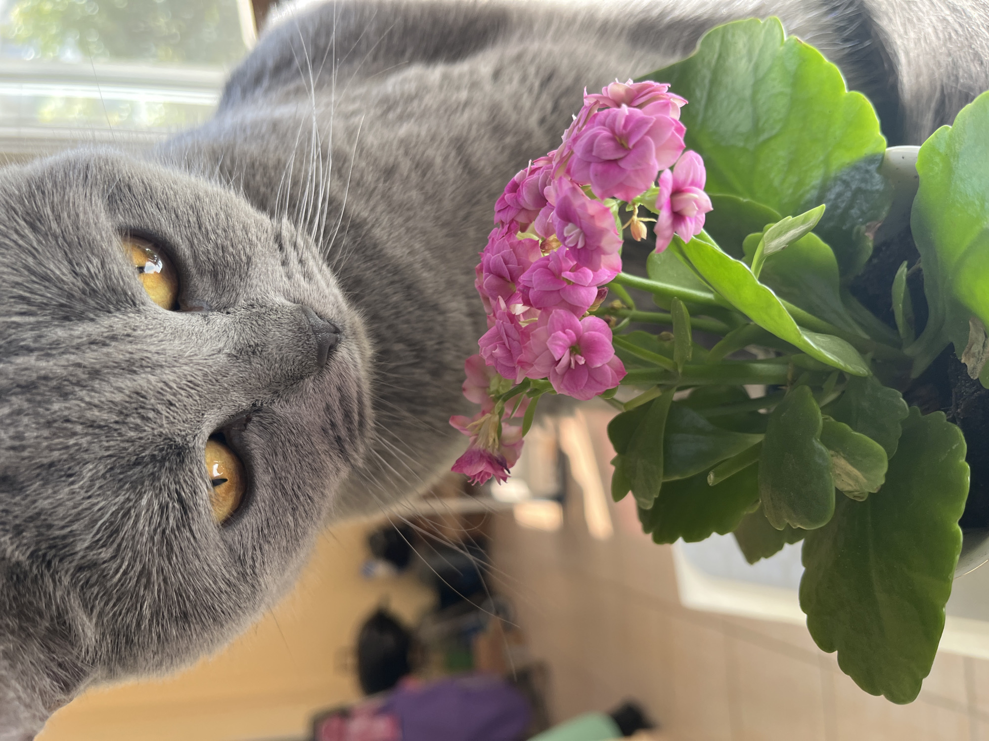 An indoor close-up photograph features a grey cat and a potted plant with pink flowers. The image is rotated 90 degrees clockwise, presenting the cat horizontally with its head turned towards the viewer. The cat, likely a British Shorthair, has dense, grey fur and striking amber-gold eyes with distinct pupils that reflect the light. Its whiskers are prominent.
The cat is positioned on the left side of the frame, with the flowering plant on the right. The plant displays clusters of vibrant pink, small, double-petaled flowers, characteristic of a Kalanchoe, along with thick, waxy green leaves. Some leaves appear slightly variegated or damaged.
The background is softly blurred, indicating natural light from what appears to be a window, creating bokeh effects. Indistinct shapes, possibly furniture or other household items, are visible in the background, suggesting an indoor setting during daytime. The cat's gaze is directed squarely at the camera, conveying a neutral or curious expression. There is no visible text in the image. Although the context provided states Alanya, Turkey, there are no specific visual cues within the image itself to confirm this location.