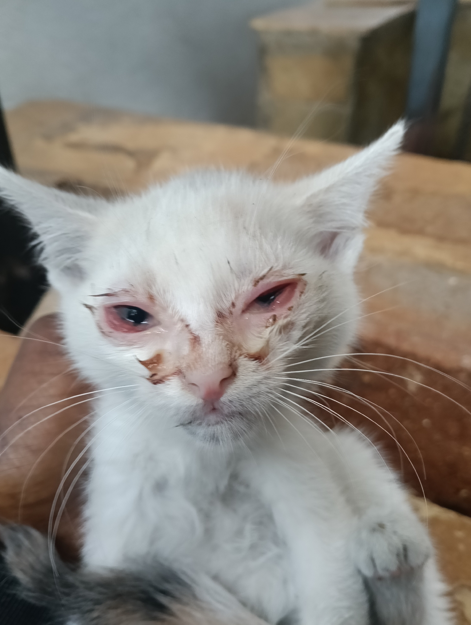 A close-up shot of a small, white kitten with noticeable eye discharge and crusting around the eyes. The kitten's fur is mostly white, and its face appears dirty. The kitten is held in someone's hands. The background is blurry and suggests an outdoor environment. The location is Nairobi, Kenya.