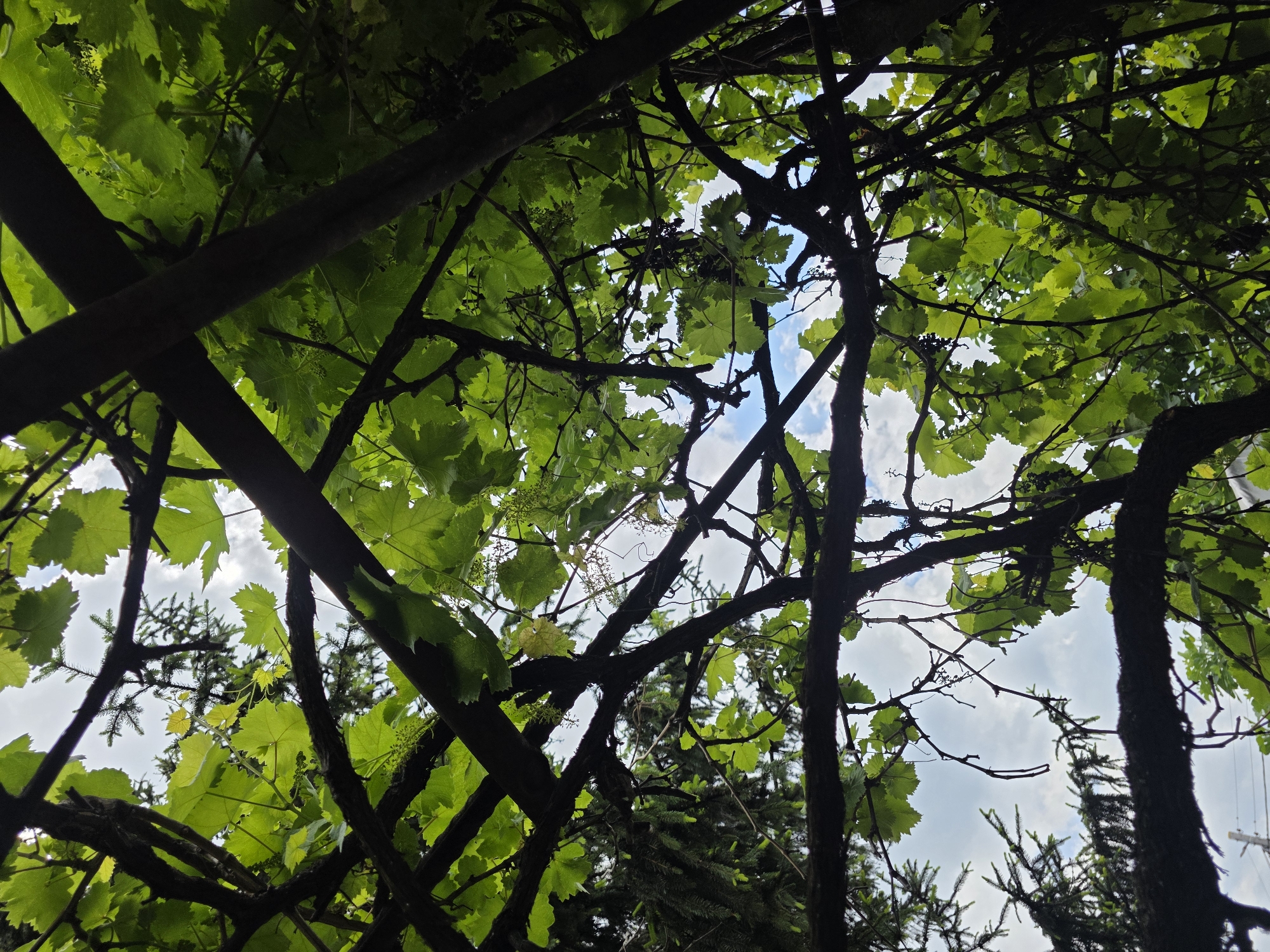 The image, taken from a low angle, shows a dense canopy of grapevines intertwined with tree branches against a backdrop of sky and scattered clouds. The location appears to be outdoor with some branches in the city of Yagodovo, Bulgaria. The foreground is dominated by dark tree branches and the green foliage of the grapevines. Through the gaps in the canopy, patches of blue sky and white clouds are visible. In the lower portion of the frame, a coniferous tree is partially visible amidst the grapevines. The overall impression is one of a natural, overgrown space with a mix of cultivated and wild vegetation.