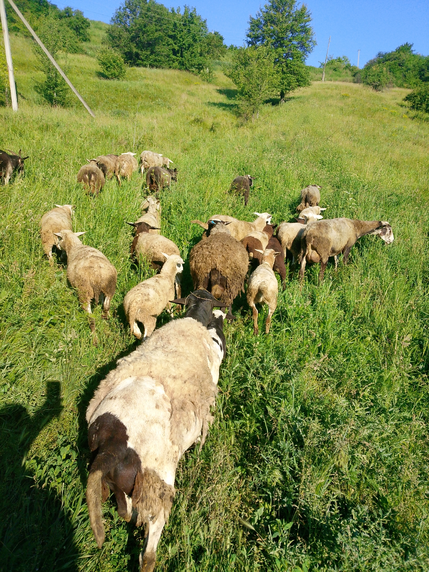 A flock of sheep are grazing on a grassy hillside under a clear blue sky. The sheep are of various breeds and colors, including white, brown, and black. Some are facing the camera, while others are grazing or walking away. The hillside is covered in lush green grass, with scattered trees in the background. A wooden utility pole is visible on the left side of the image. The scene appears to be in a rural area, likely a pasture or farm.