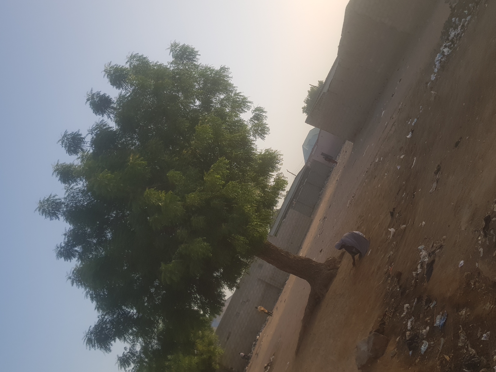 The image, likely taken in Dabawa, Nigeria, shows a dirt area alongside a concrete wall. Litter is scattered across the ground. A large tree with a dense green canopy dominates the left side of the frame. A person wearing dark clothing is bent over near the tree. Another, smaller person is visible further down the street. The sky is light blue, fading to a hazy yellowish color near the horizon. Buildings are visible in the background behind the wall.