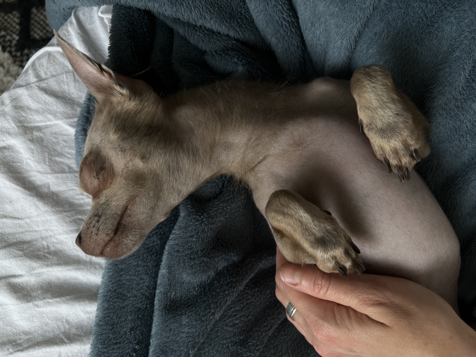 A light-colored dog, possibly a chihuahua or similar breed, is resting on its back, covered by a teal-colored blanket. The dog's eyes are closed, and its head is tilted upwards. A human hand, wearing a ring on the ring finger, is gently resting on the dog's belly, with its paw resting on the hand. The background consists of a white sheet or fabric. The image appears to be taken indoors, likely in a residential setting. There is no visible indication of the location being in Kharkiv, Ukraine.
