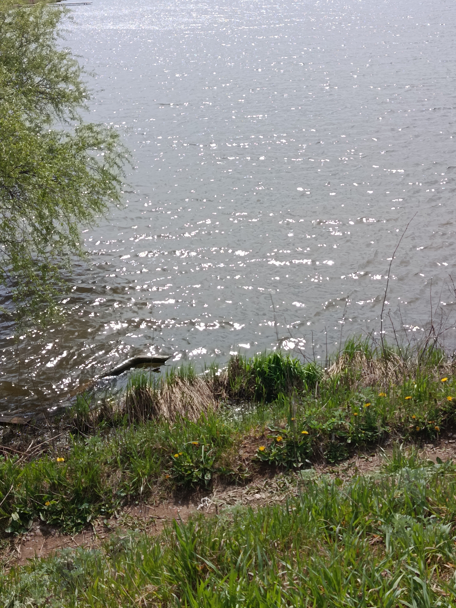 The image depicts a body of water, possibly a lake or wide river, with sunlight reflecting off its surface. The water's edge is lined with vegetation consisting of green grasses, reeds, and a few yellow wildflowers. A small section of bare earth or a path is visible near the bottom of the frame. A tree with green leaves is partially visible on the left side of the image. The exact location in Фоки, Russia, cannot be determined based on the visual information provided. No people or active events are visible.