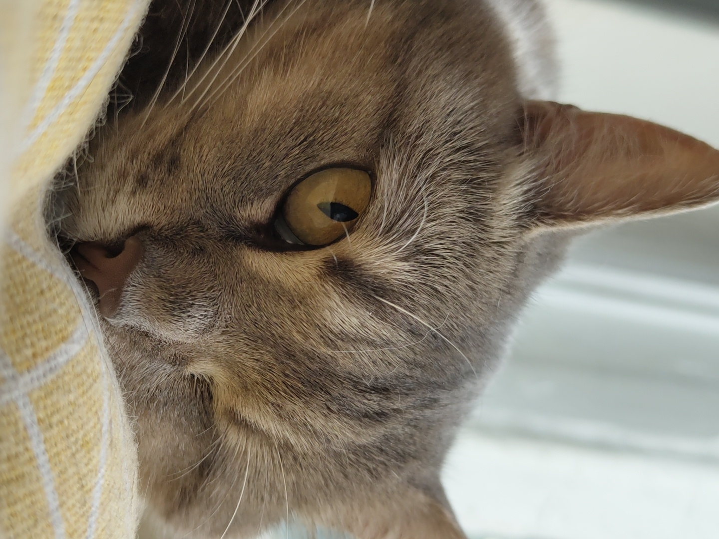 A close-up, head-and-shoulders shot shows a grey tabby cat resting on a yellow and white checkered surface, likely a blanket or cushion. The cat's head is tilted to the right, with its right eye open and looking towards the viewer, while its left eye is closed, giving the impression it is winking or partially asleep. The cat's fur is a mix of grey and brown stripes, and its whiskers are prominent. The background is blurred, suggesting a shallow depth of field, and appears to be an indoor setting with a curtain or window visible. The lighting is soft and diffused, illuminating the cat's face and the texture of its fur. The location is not determinable from the image.