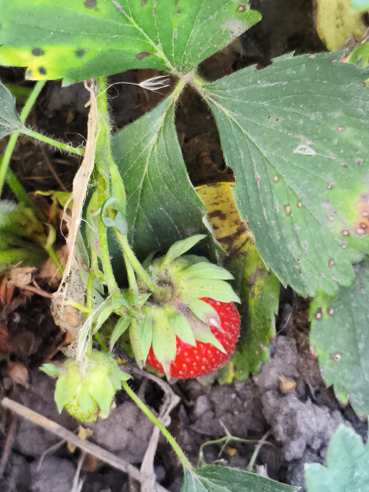 This close-up image shows a strawberry plant with several strawberries in various stages of development. A ripe, red strawberry with visible seeds is prominently featured, surrounded by green leaves and stems. There is also an unripe, green strawberry with small developing berries. The plant is growing in dark, earthy soil, with some dried leaves and debris on the ground. The lighting suggests it is daytime. The image provides no information about the specific location in the city of Ильмино, Russia, beyond the context of it being a strawberry plant.