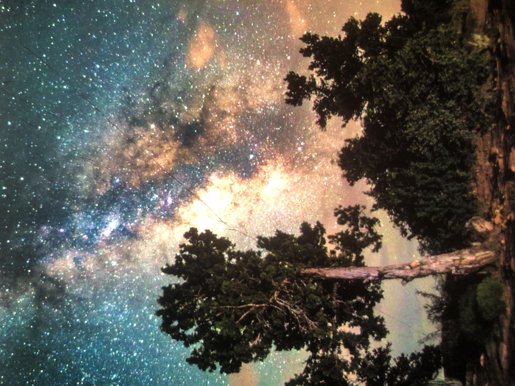 The image depicts a night sky filled with stars and the Milky Way, with trees in the foreground. The sky exhibits vibrant colors, with shades of blue, teal, orange, and pink from the starlight and nebulae. The Milky Way is a prominent feature, stretching across the upper portion of the frame. Silhouetted against the celestial display are several evergreen trees, varying in size and density. One tree in the center foreground is particularly striking, with a gnarled, textured trunk and dark green foliage. The ground beneath the trees appears rocky and uneven. There is no information in the image to suggest a location in Tashkent, Uzbekistan.